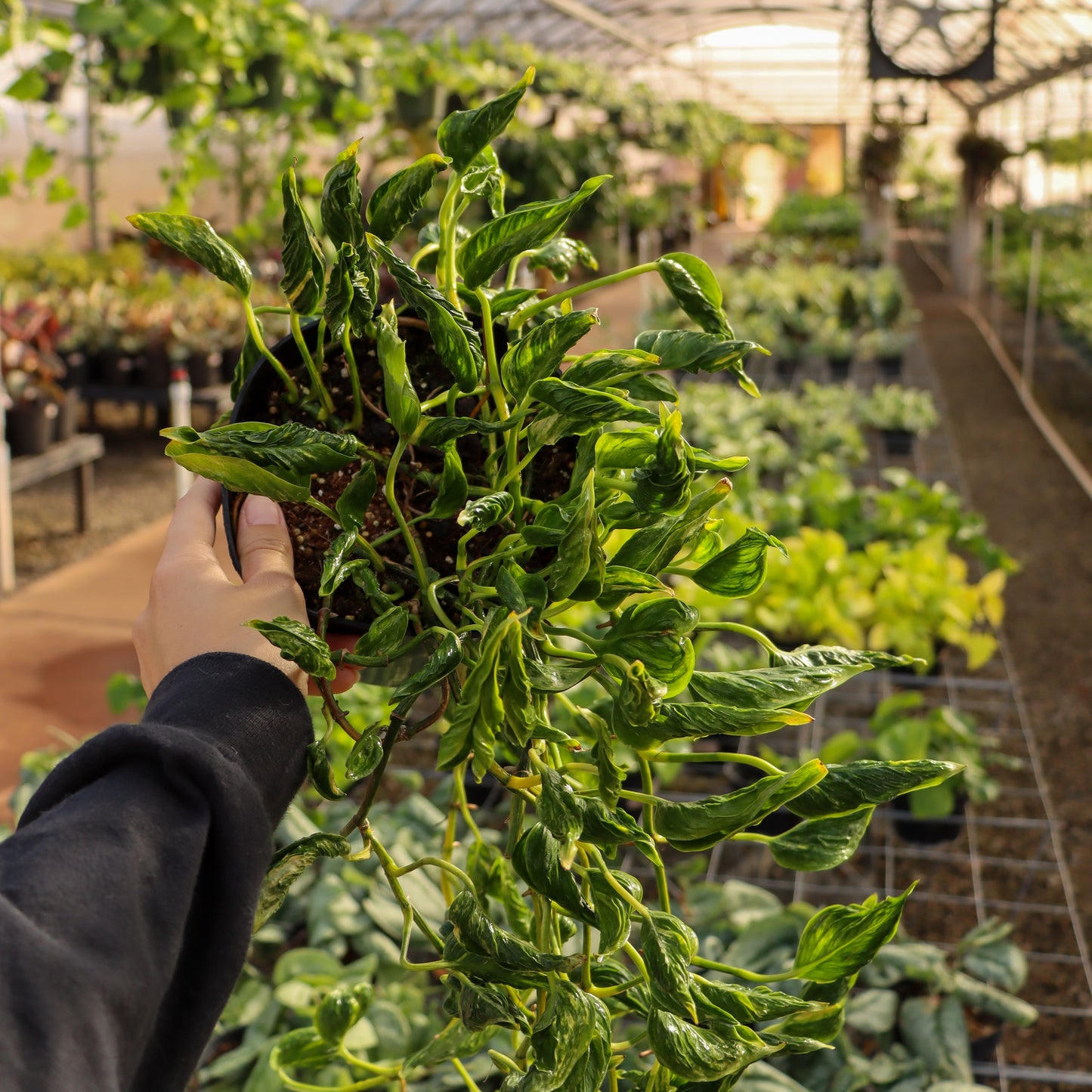 Epipremnum aureum, "Shangri La"