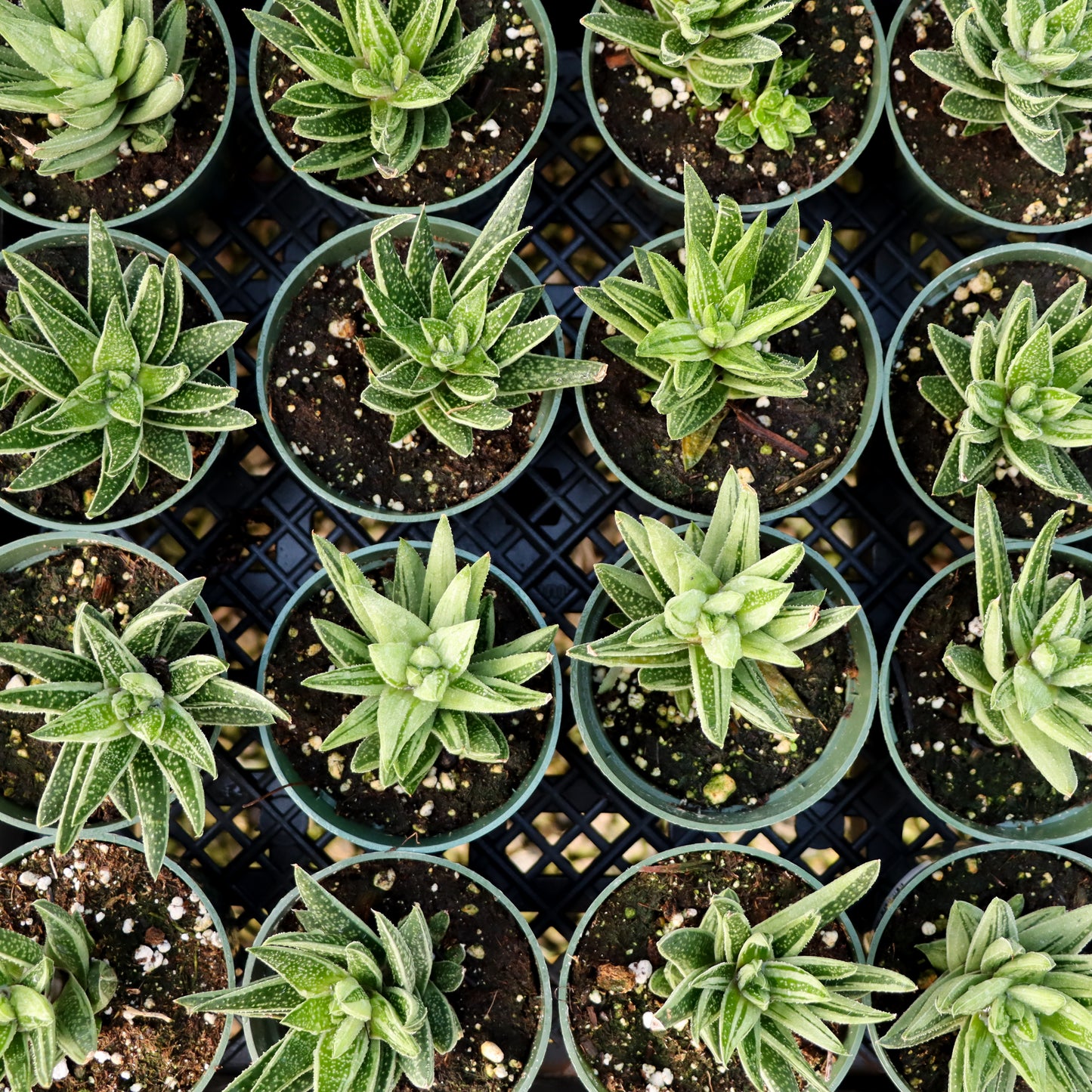 Gasteria, 'Green Ice'