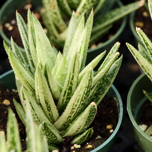 Gasteria, 'Green Ice'