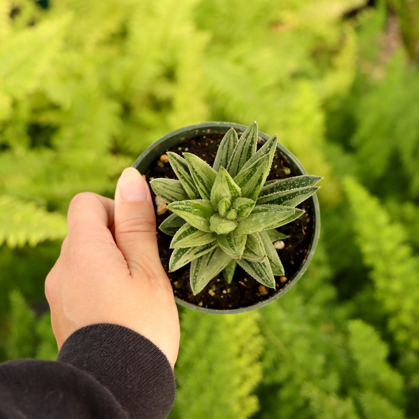 Gasteria, 'Green Ice'