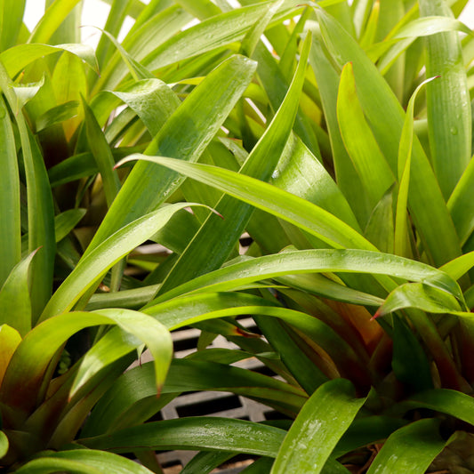 Guzmania, "Indian Knight"