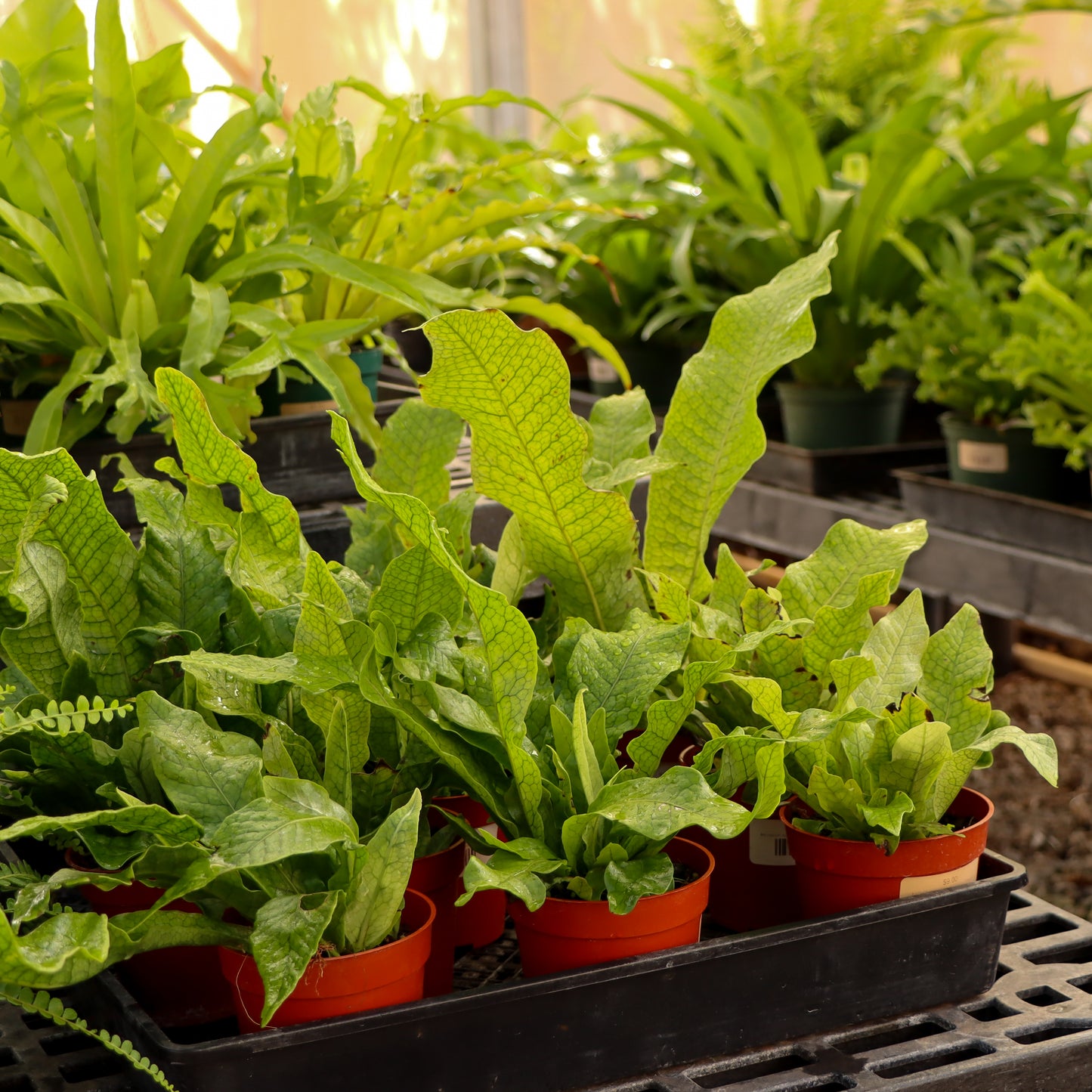 Microsorum musifolium 'Crocodyllus', "Crocodile Fern"
