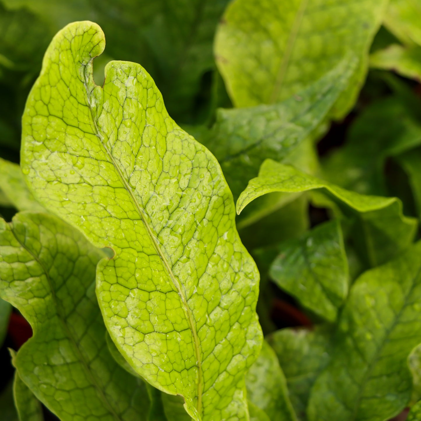 Microsorum musifolium 'Crocodyllus', "Crocodile Fern"