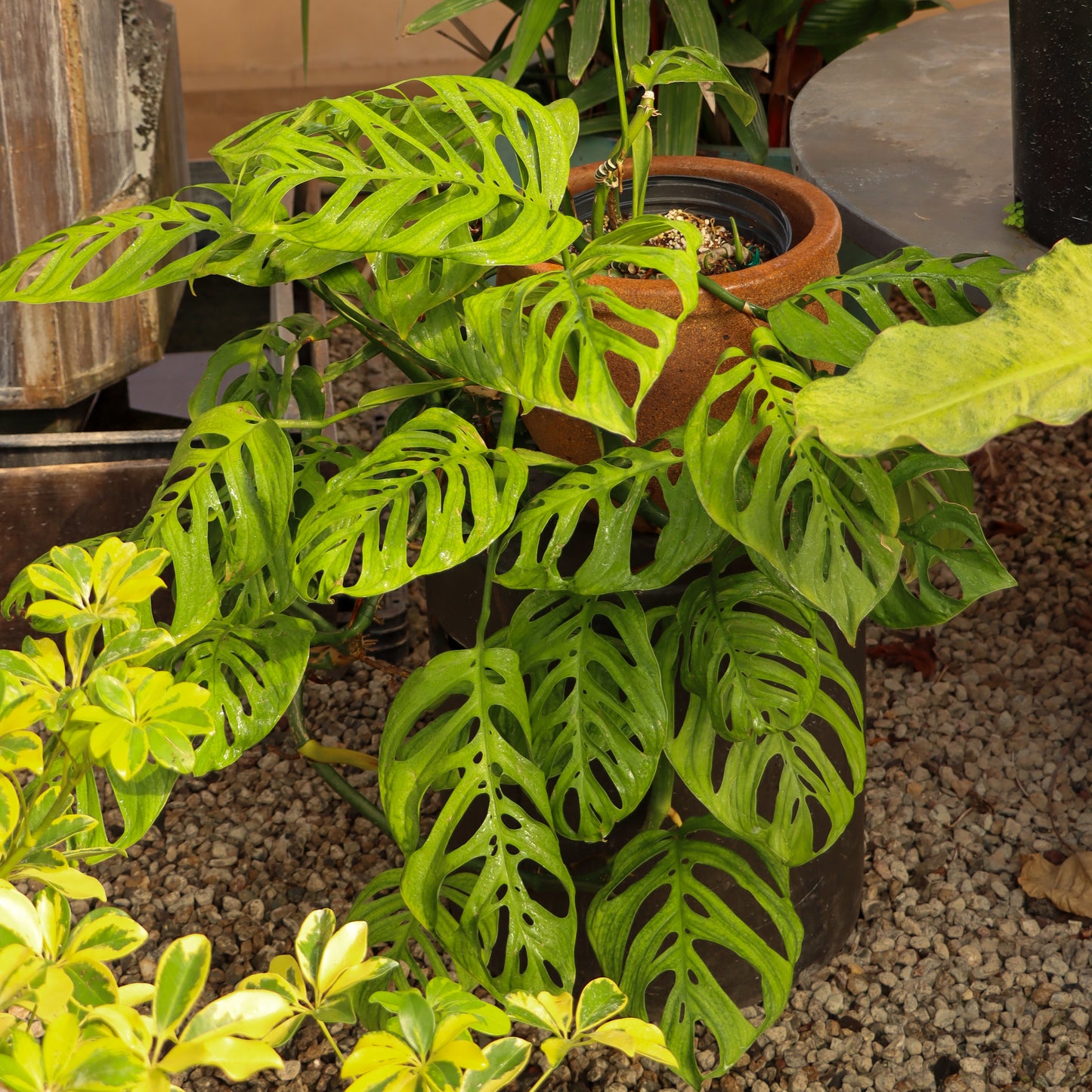 Monstera epipremnoides 'Esqueleto'