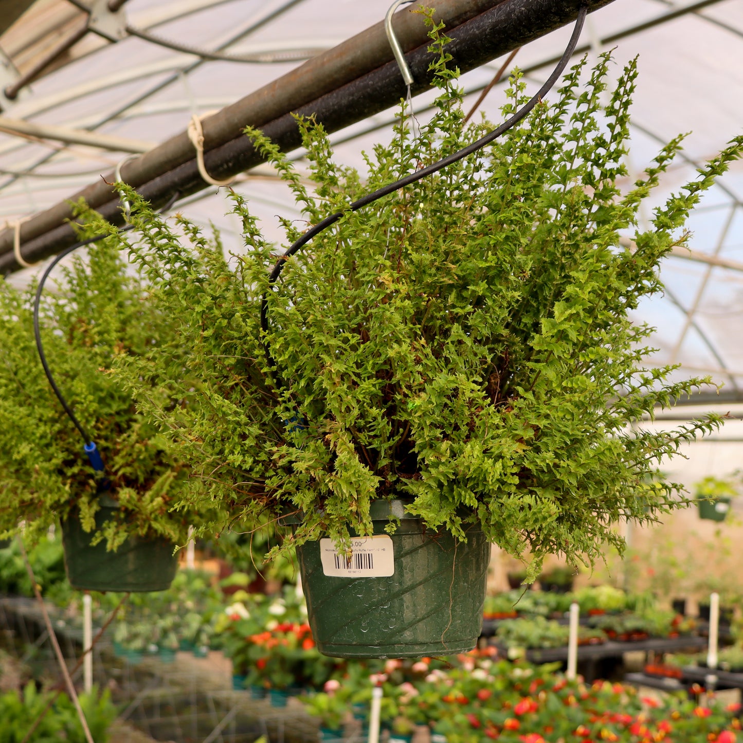 Nephrolepsis exalta, "Fluffy Ruffle Fern"