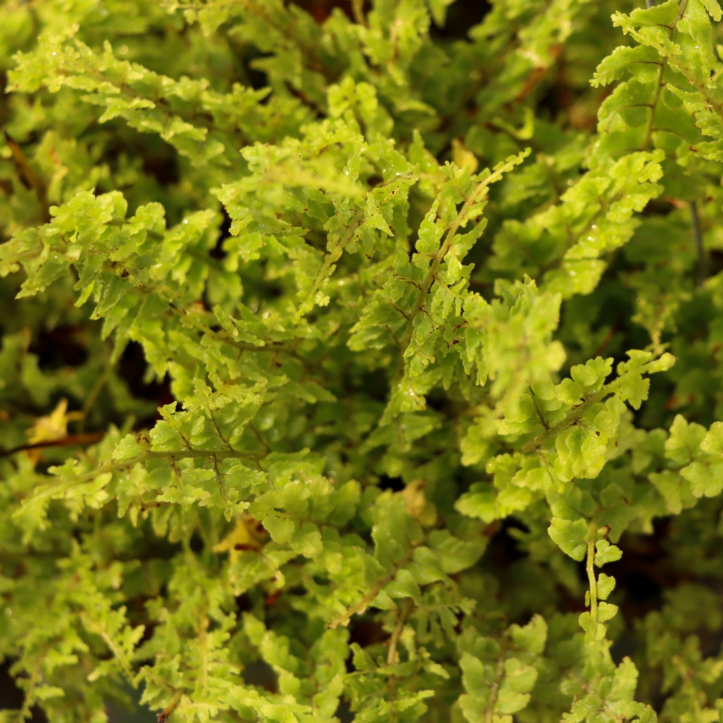 Nephrolepsis exalta, "Fluffy Ruffle Fern"