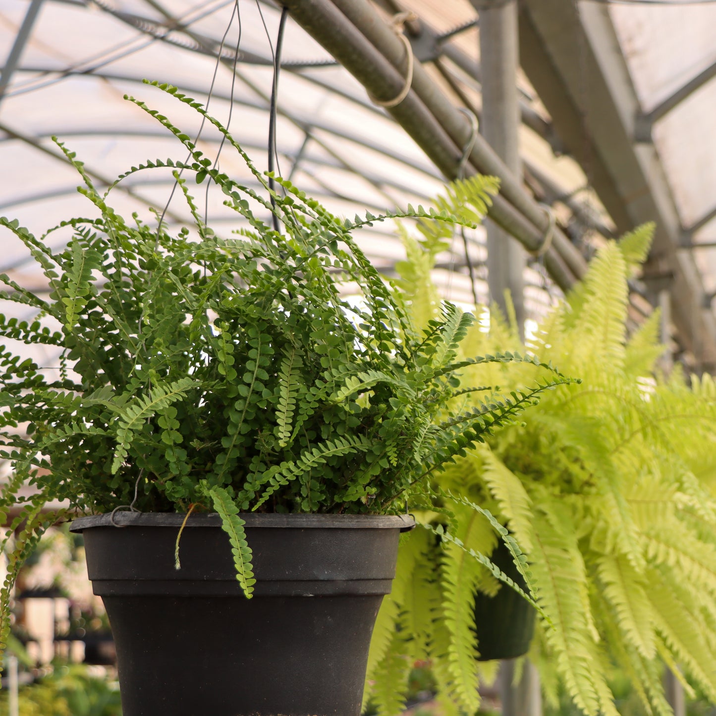 Nephrolepis cordifolia ' Duffii', "Lemon Button Fern"