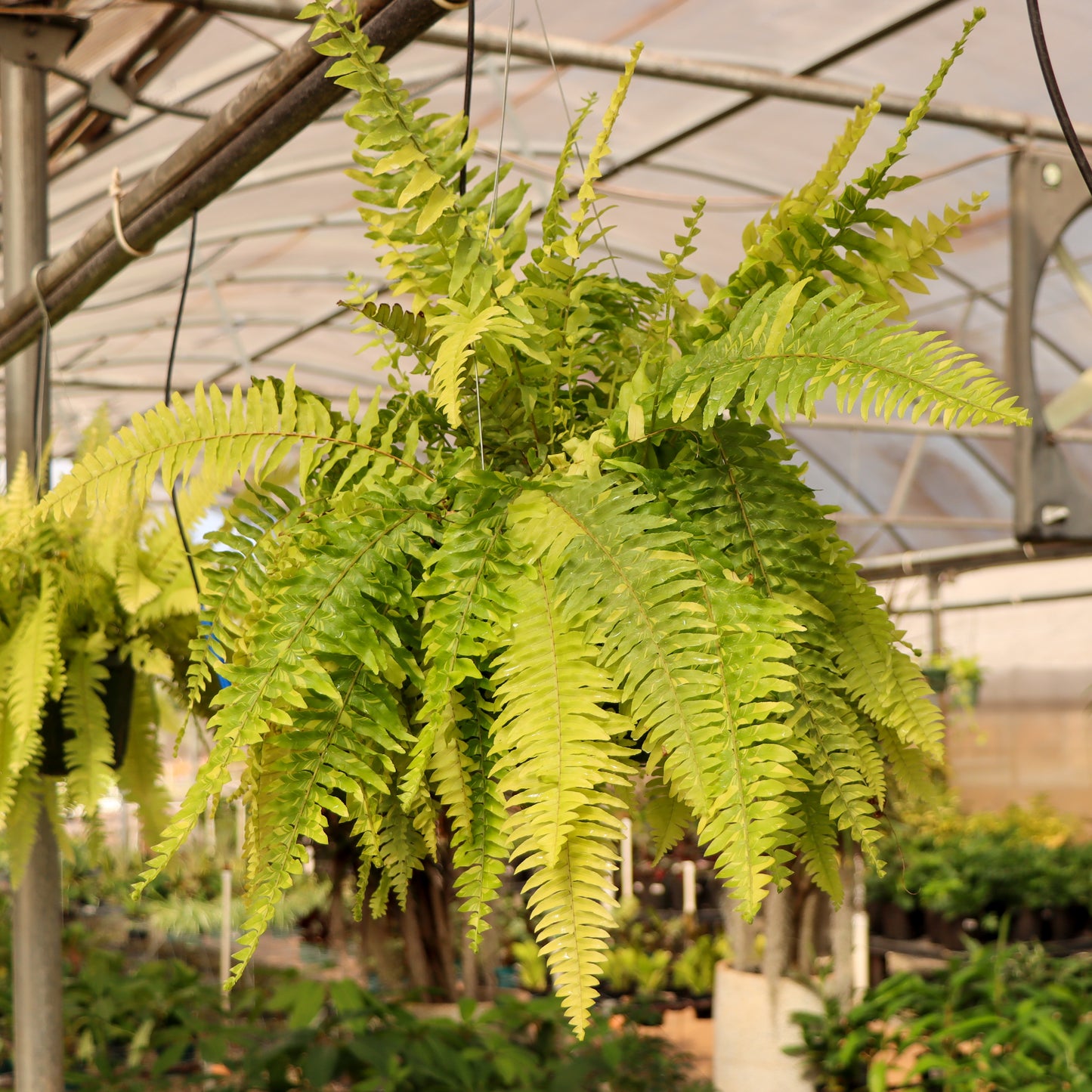 Nephrolepsis exaltata var., "Tiger Fern"