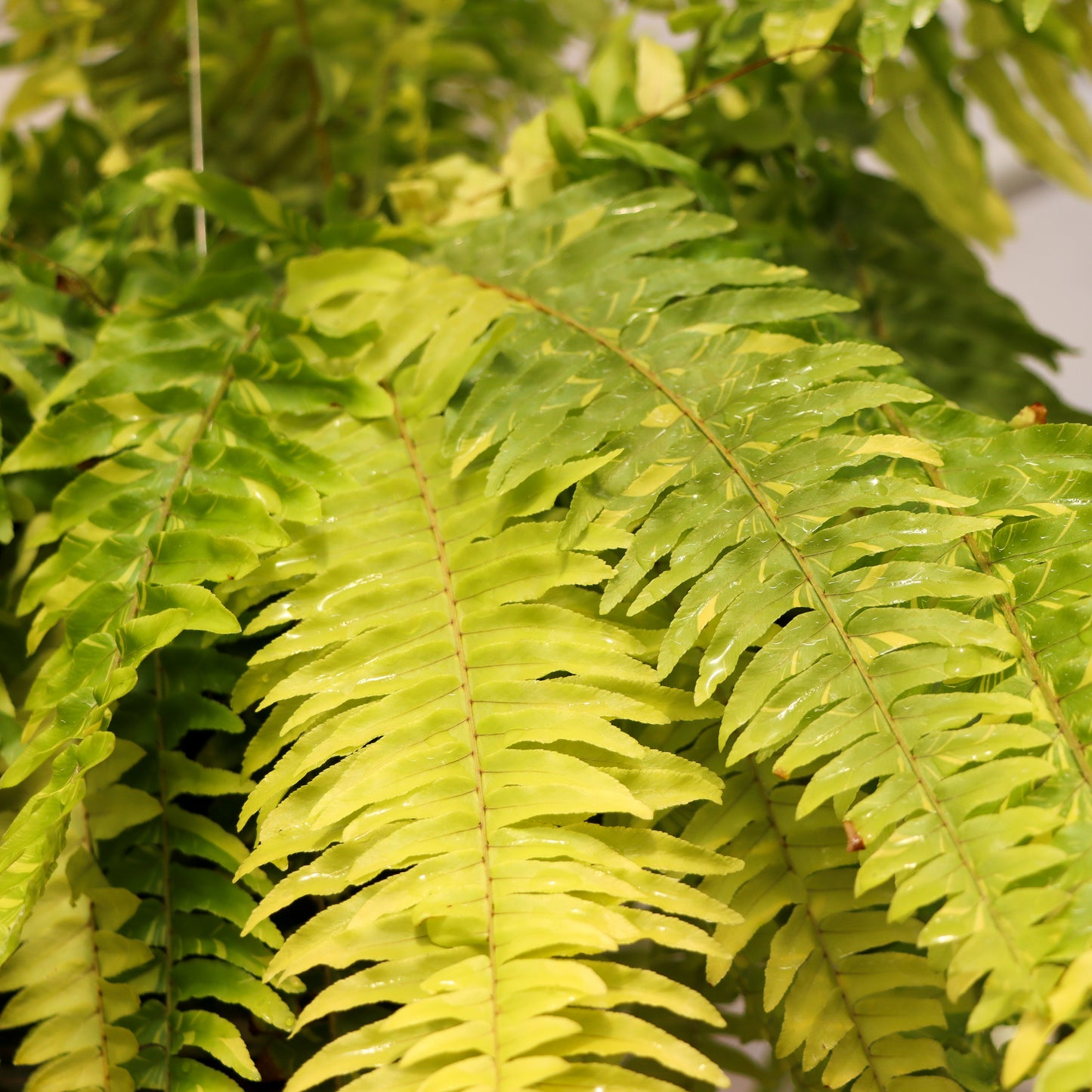 Nephrolepsis exaltata var., "Tiger Fern"