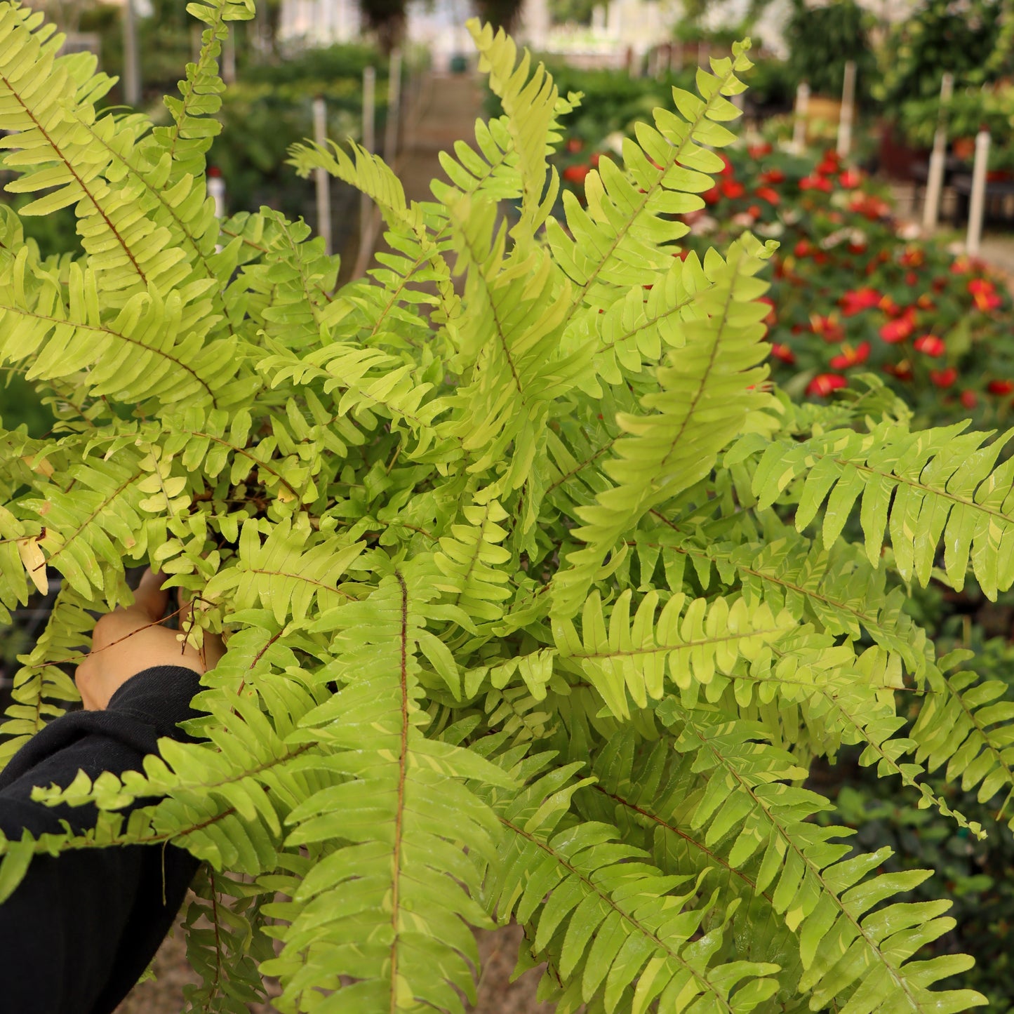 Nephrolepsis exaltata var., "Tiger Fern"