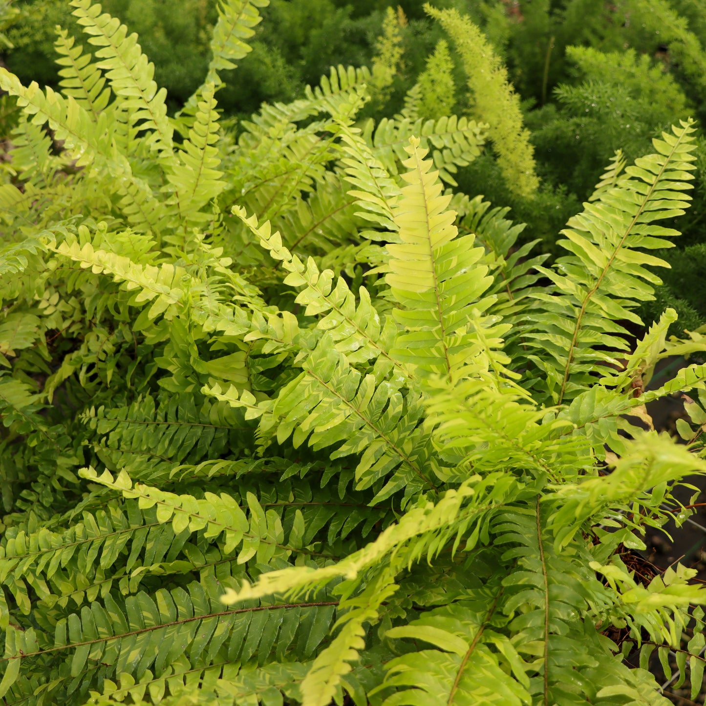 Nephrolepsis exaltata var., "Tiger Fern"
