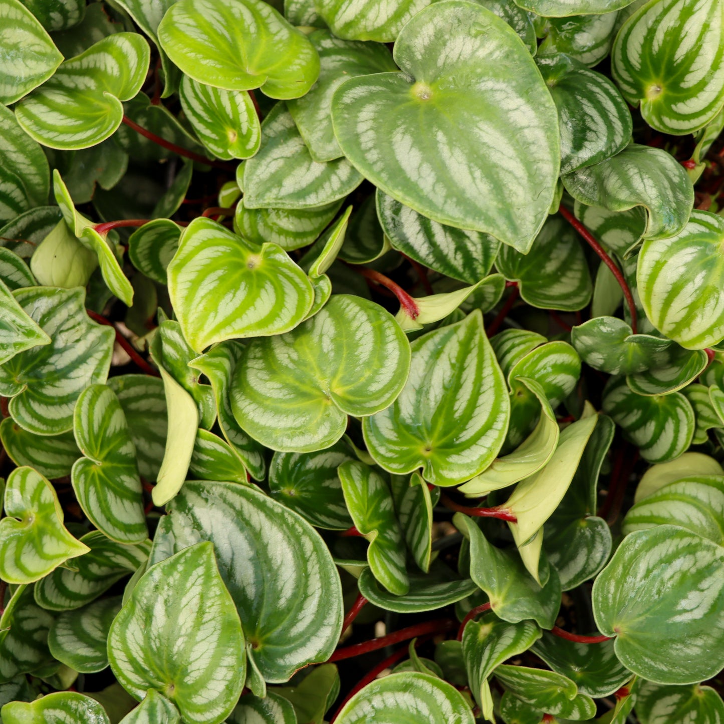 Peperomia argyreia 'Costa Rica Watermelon'