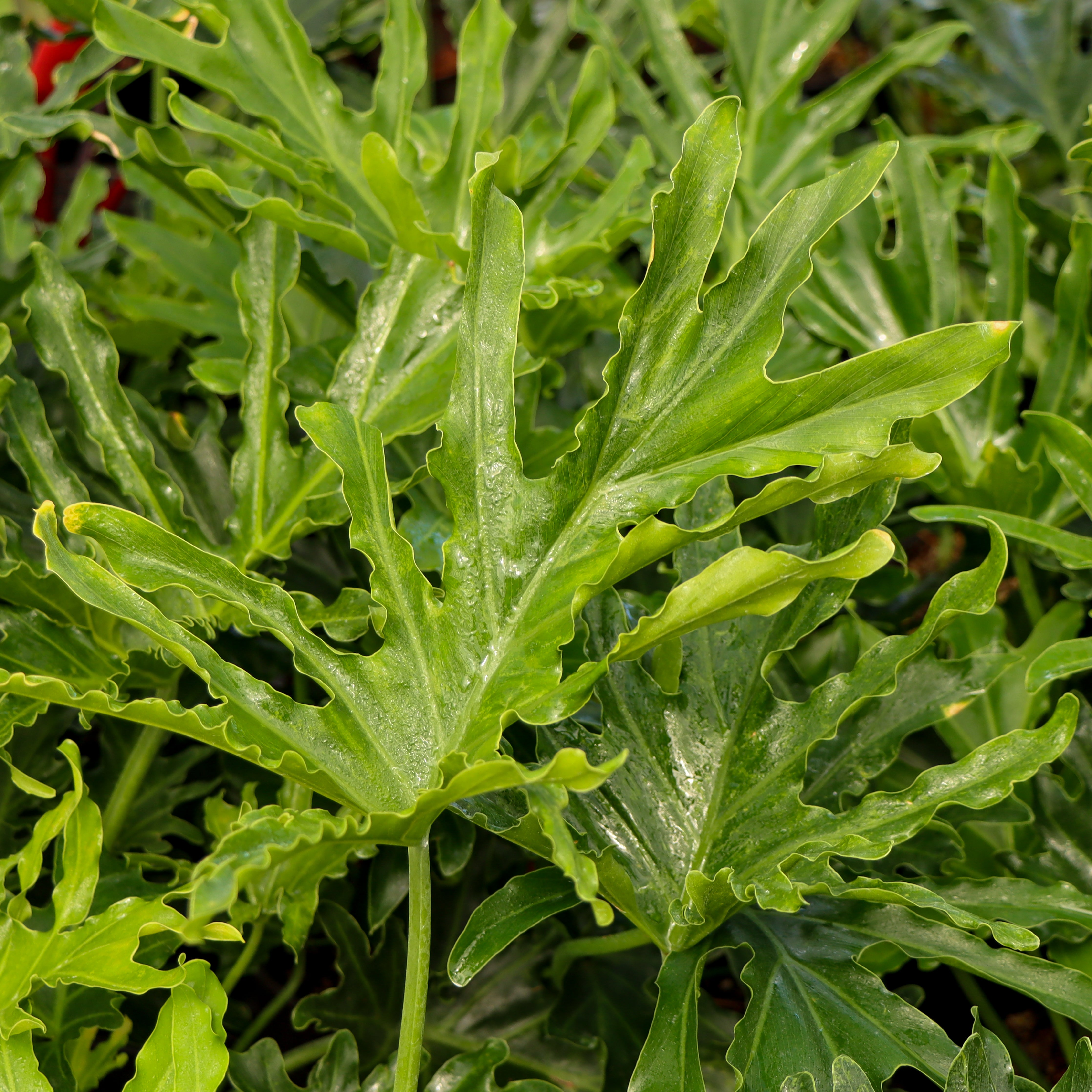 lickety split philodendron propagation Philodendron bipinnatifidium 'Lickety Split' – Mari's Gardens