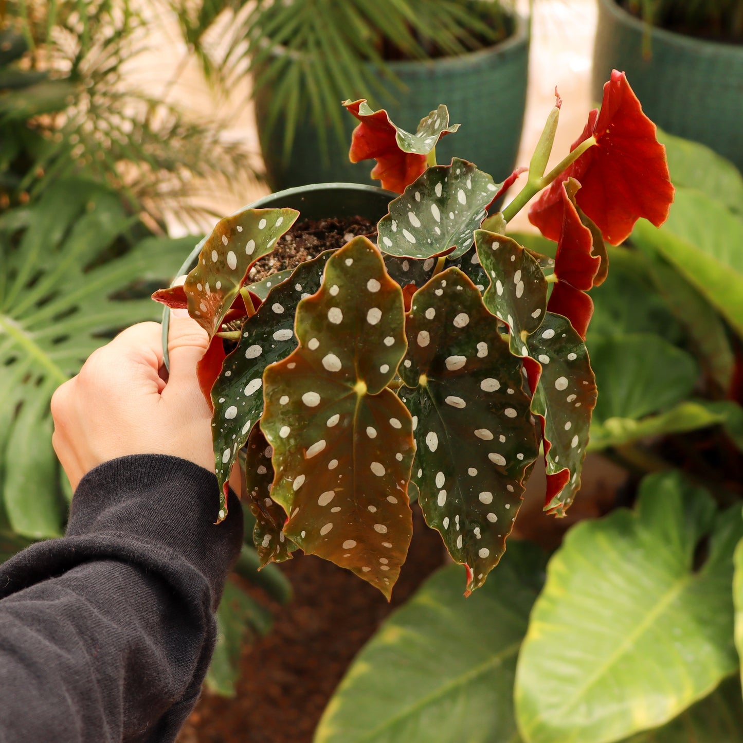 Begonia maculata