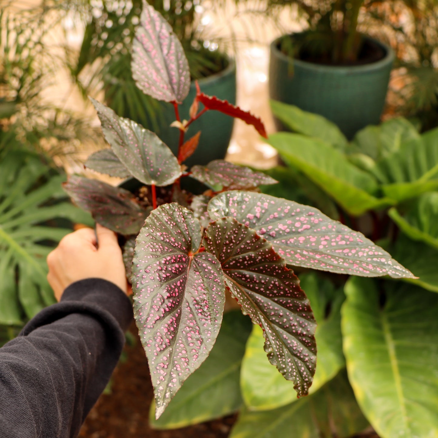 Begonia maculata