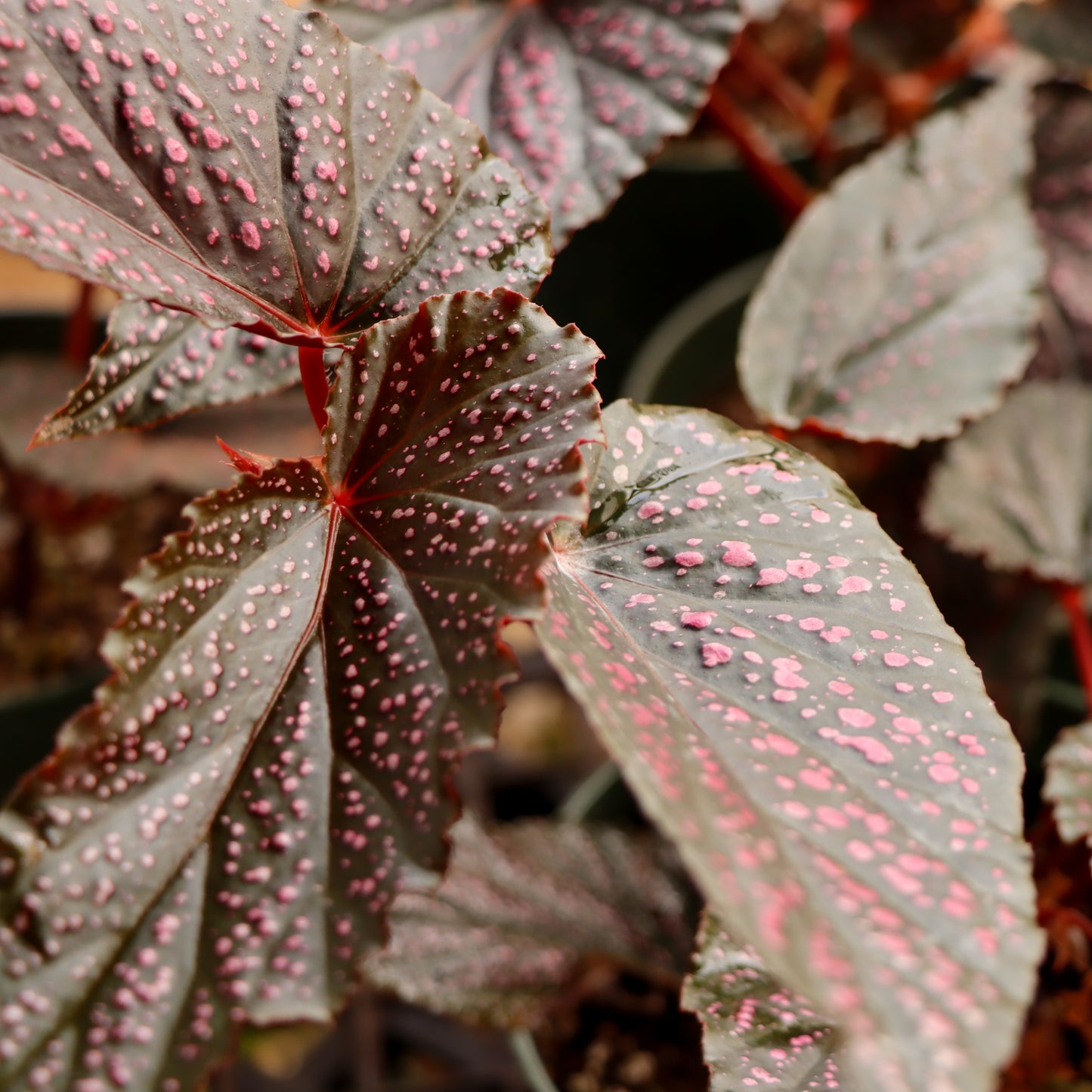 Begonia maculata