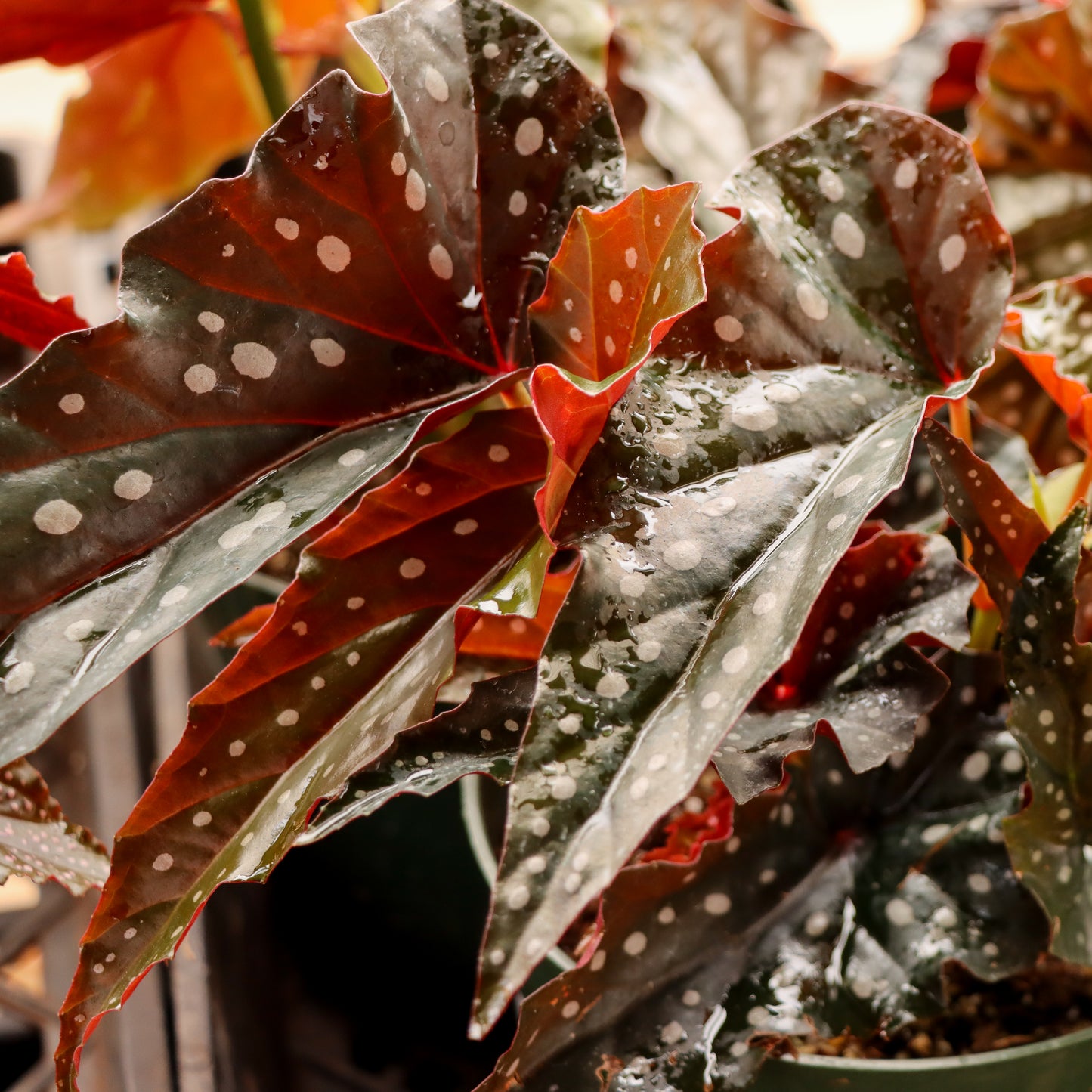 Begonia maculata