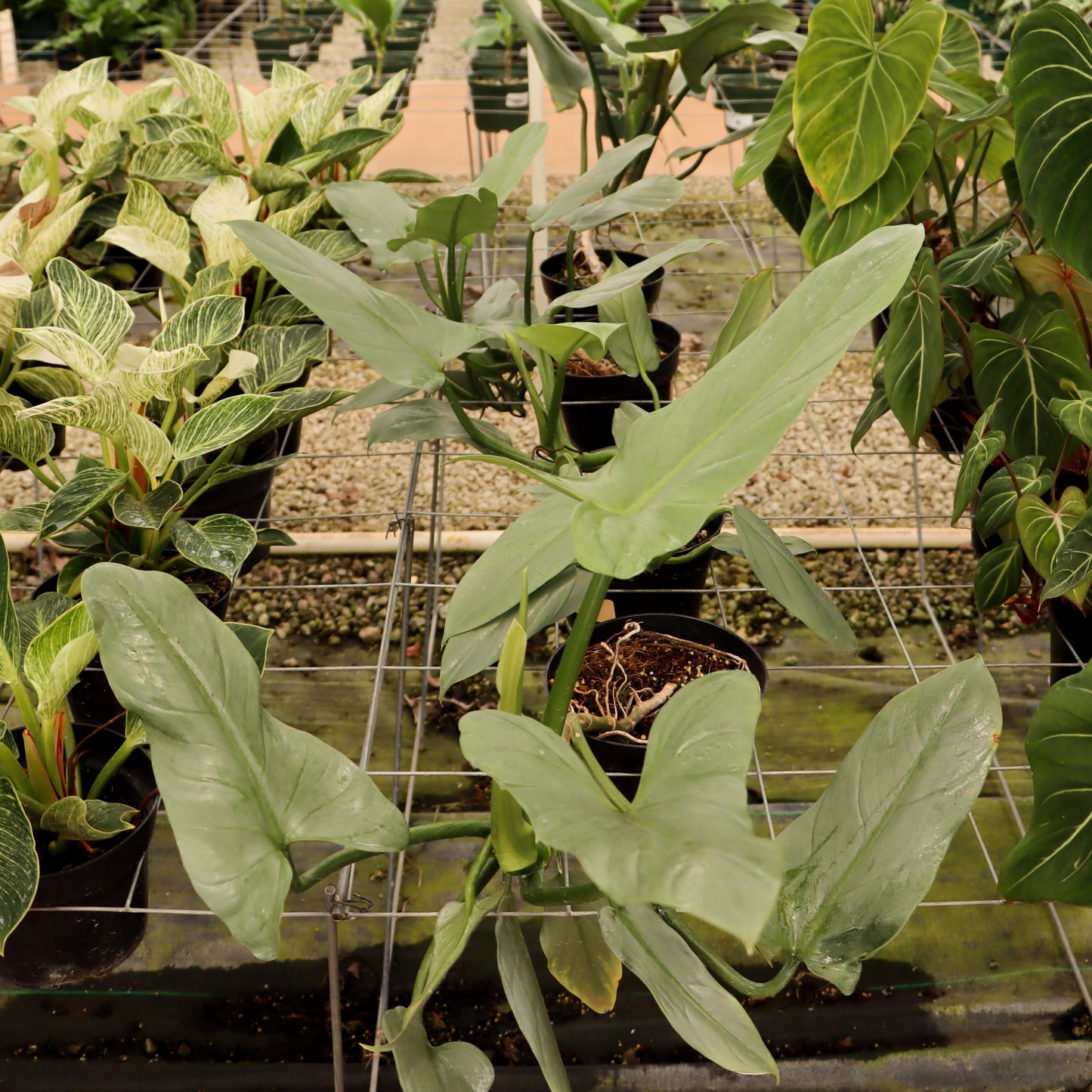 Philodendron hastatum, "Silver Sword"