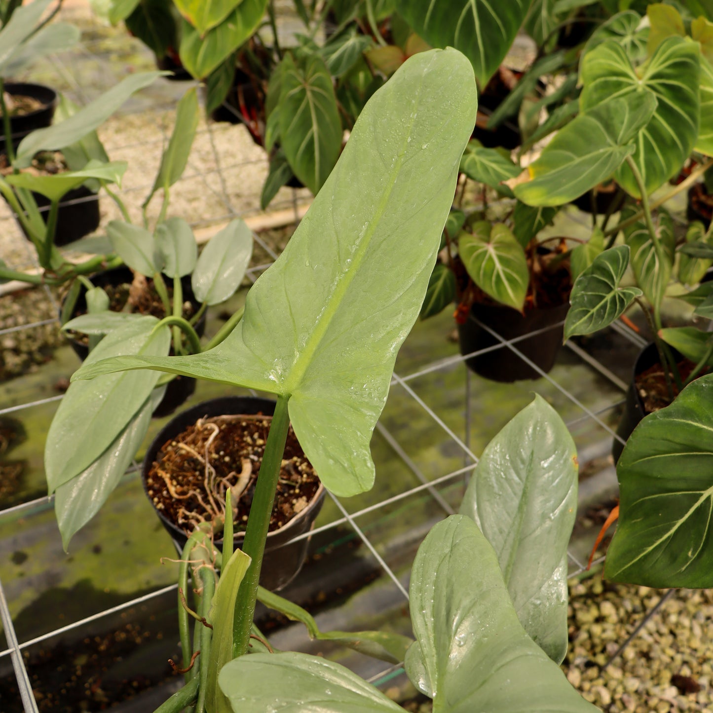 Philodendron hastatum, "Silver Sword"
