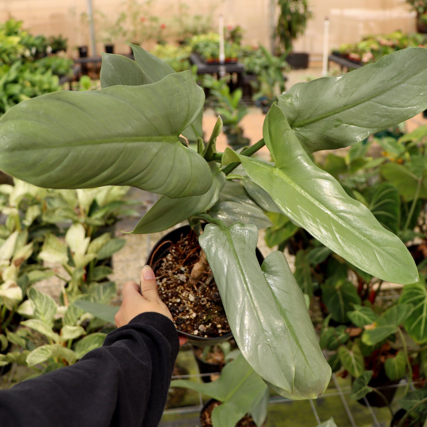 Philodendron hastatum, "Silver Sword"