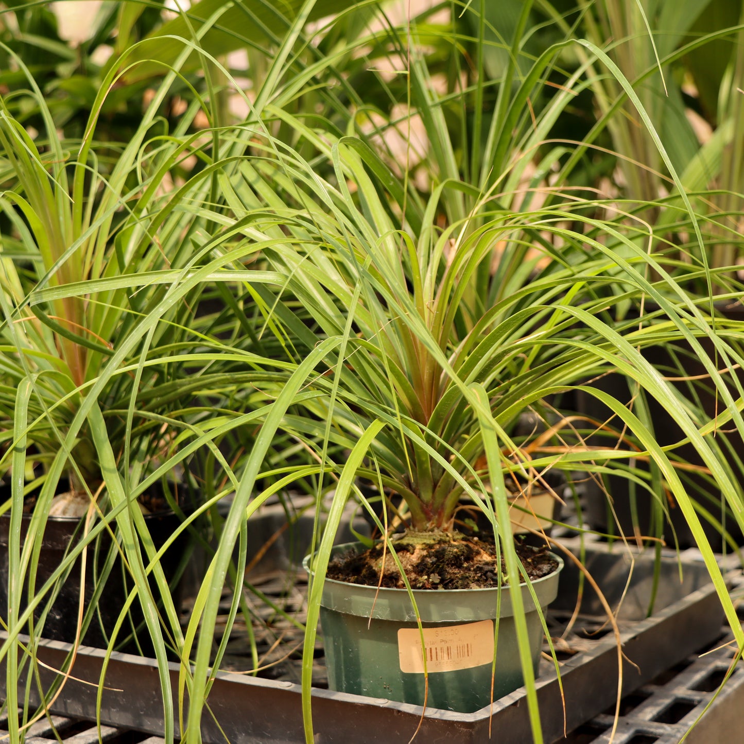 Ponytail Palm