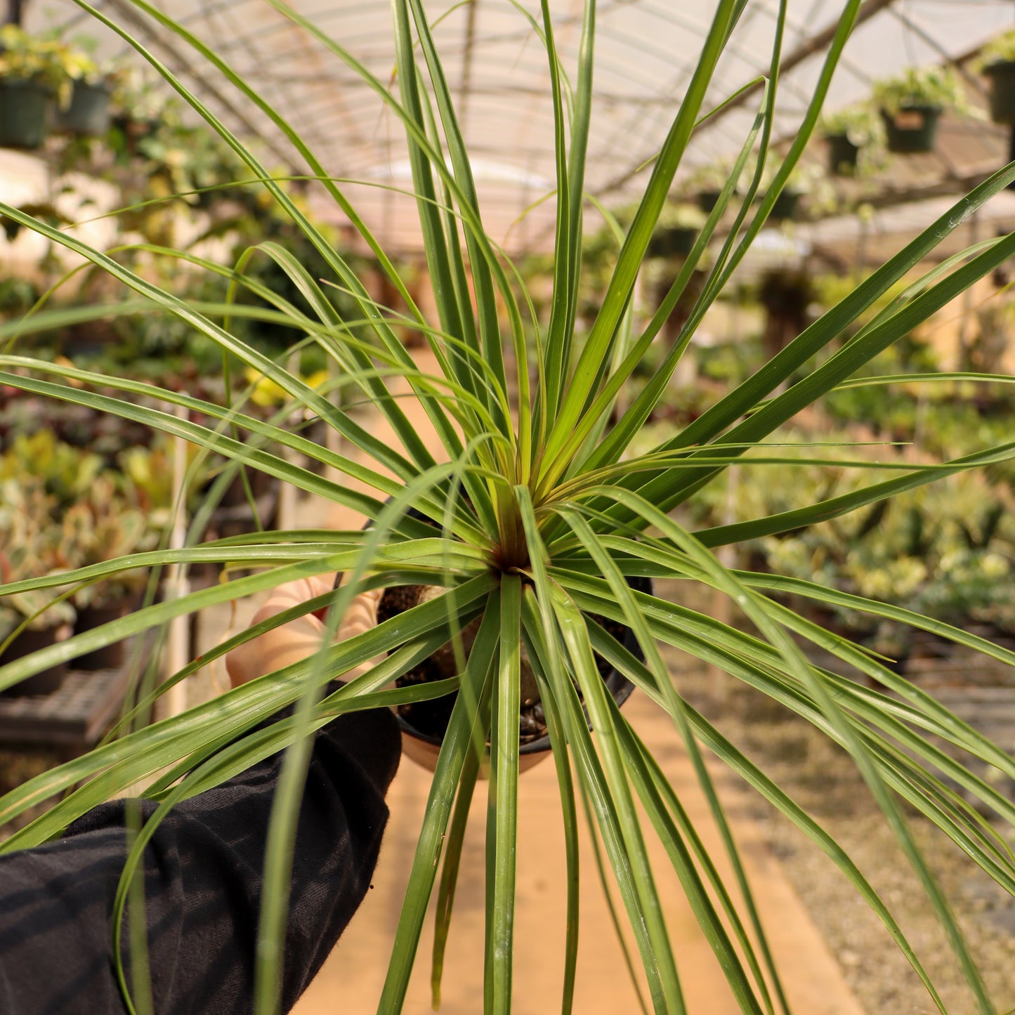 Ponytail Palm