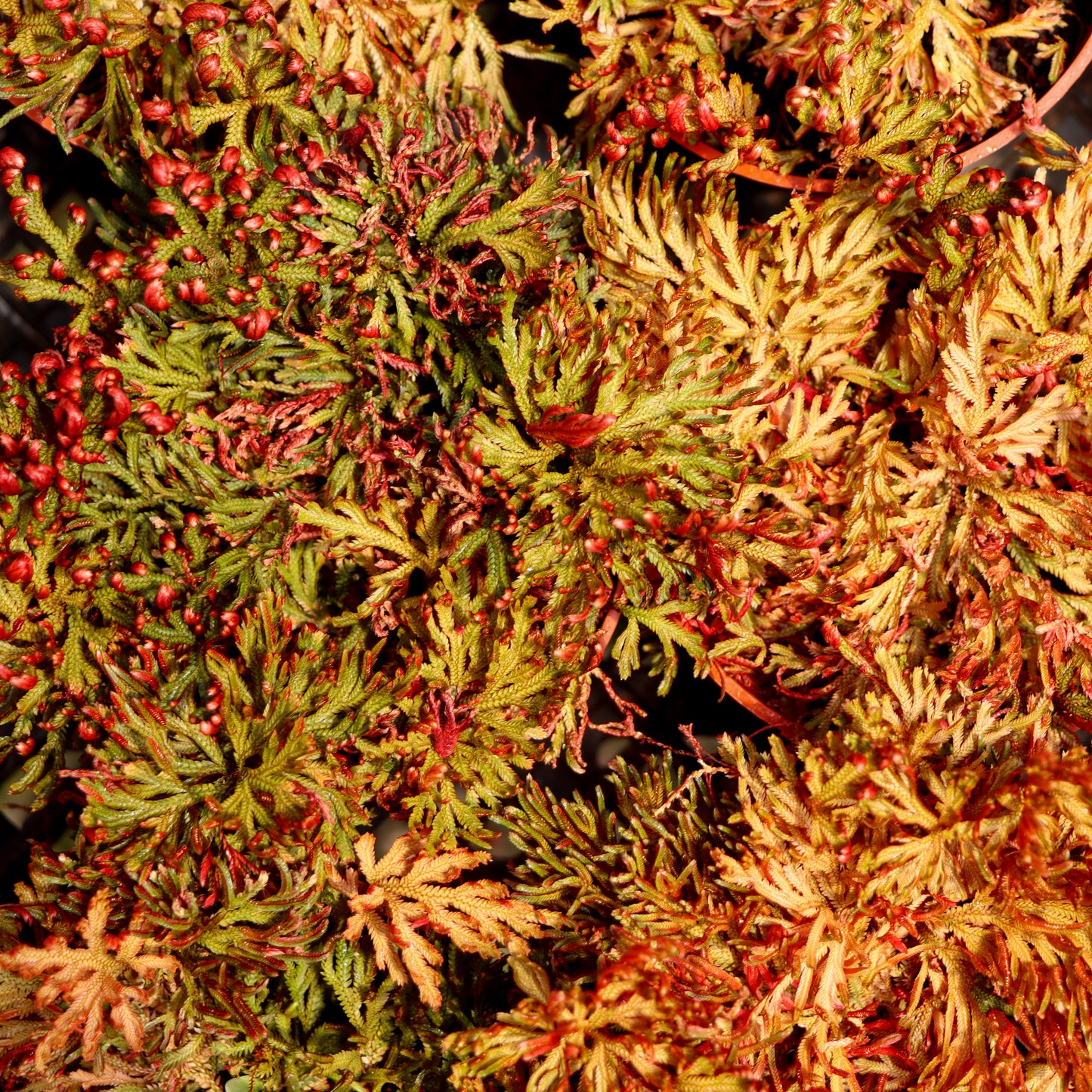 Selaginella erythropus, "Ruby Red Spike Moss"