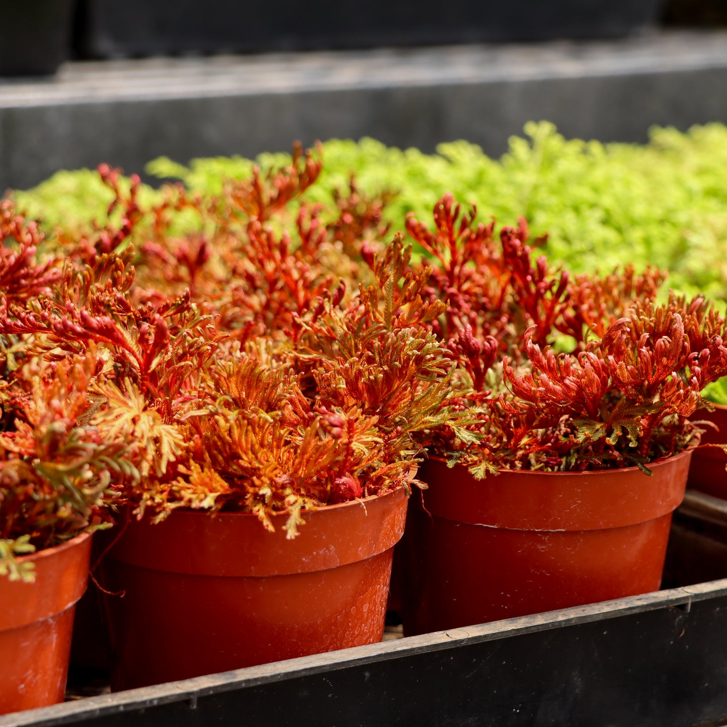 Selaginella erythropus, "Ruby Red Spike Moss"