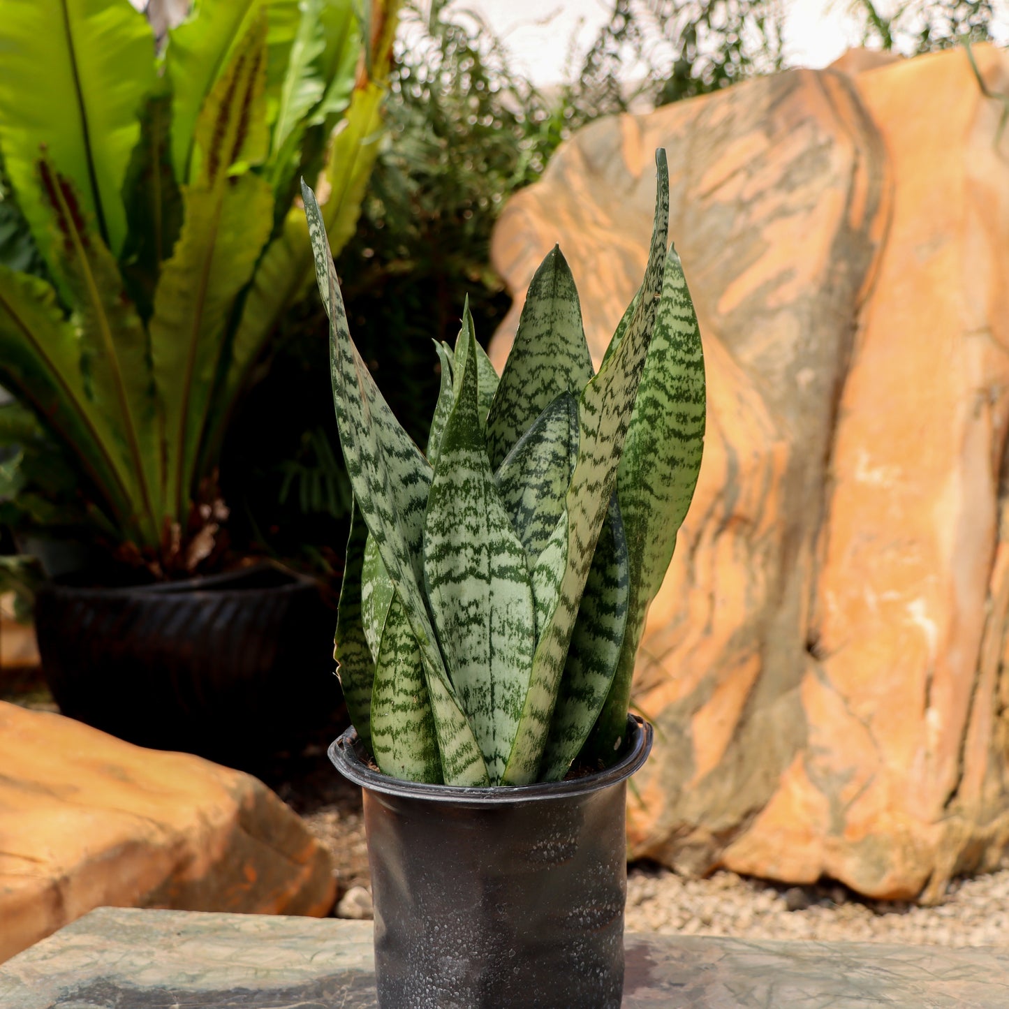 Sansevieria zeylanica, "Snake Plant"