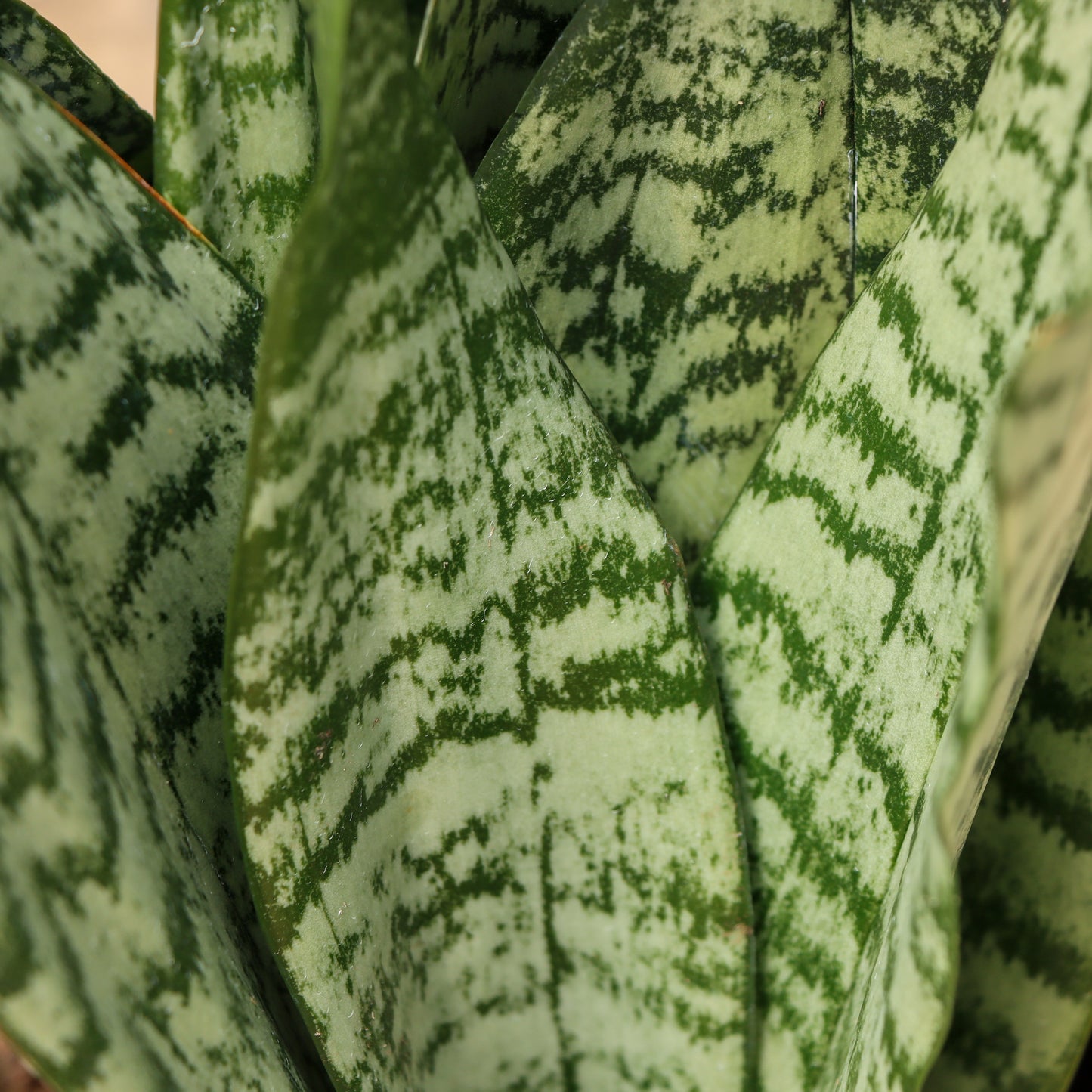 Sansevieria zeylanica, "Snake Plant"