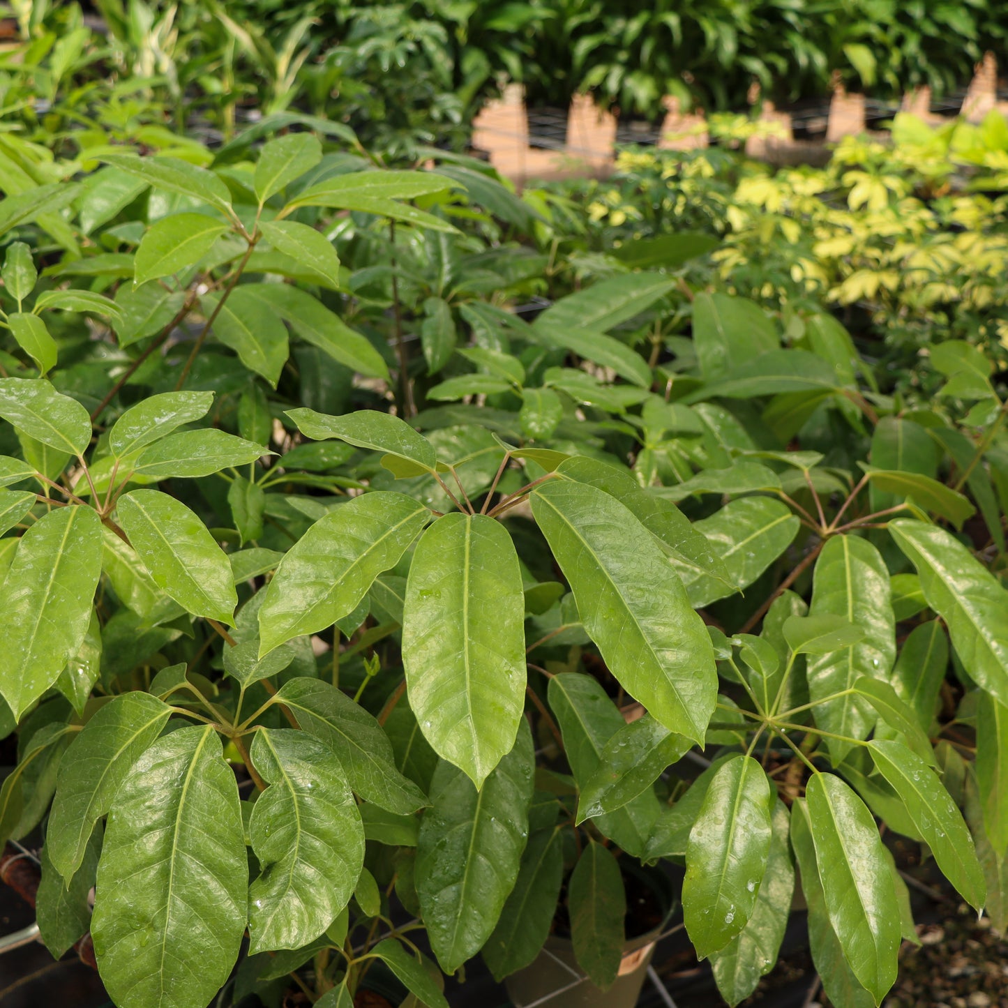Schefflera actinophylla, "Octopus Tree" or "Australian Umbrella Tree"