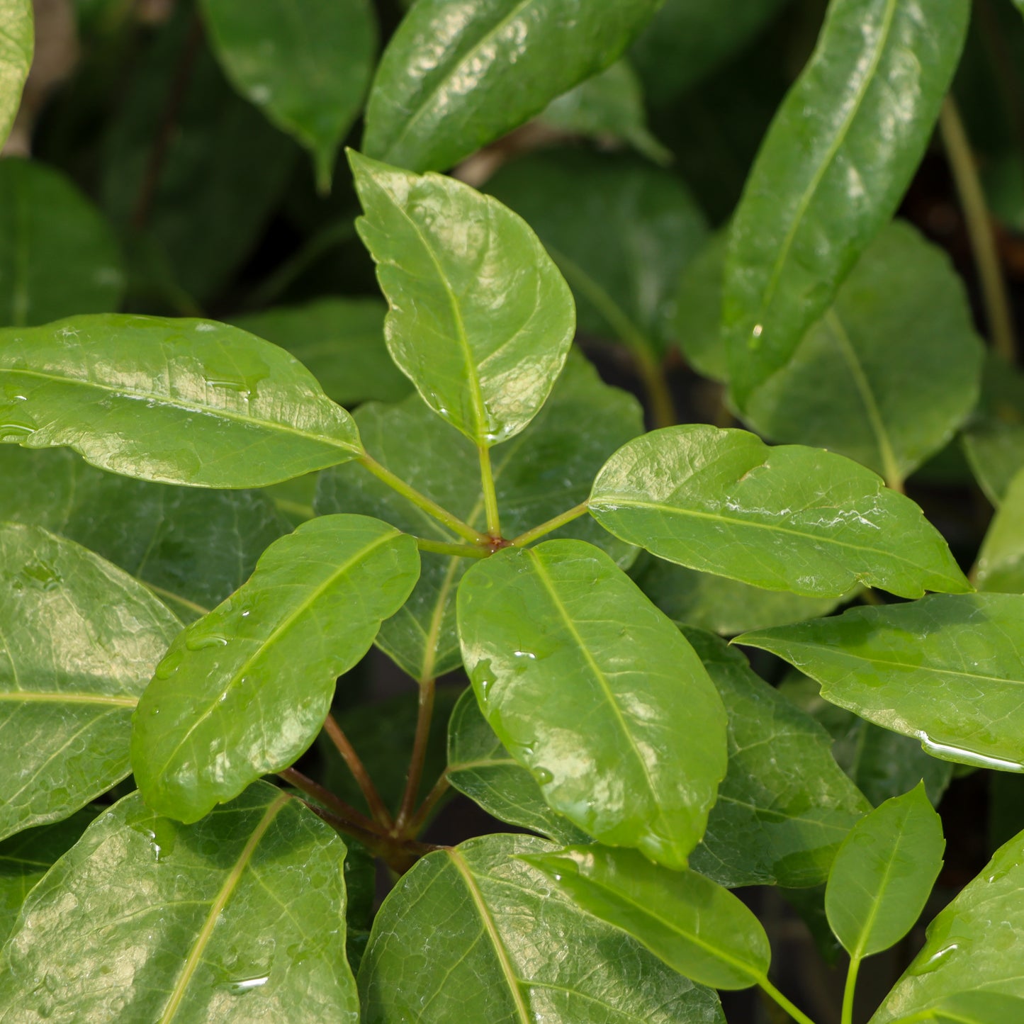 Schefflera actinophylla, "Octopus Tree" or "Australian Umbrella Tree"