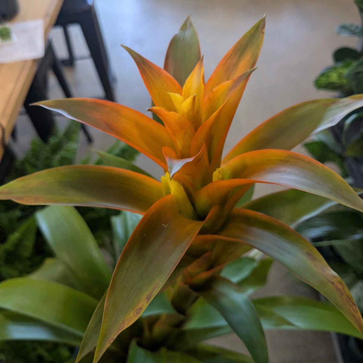 Guzmania ʻMarjanʻ