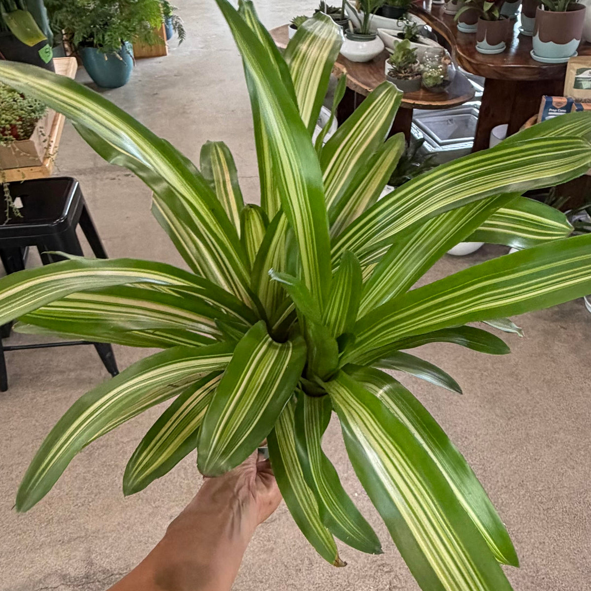 Neoregelia 'Martin'