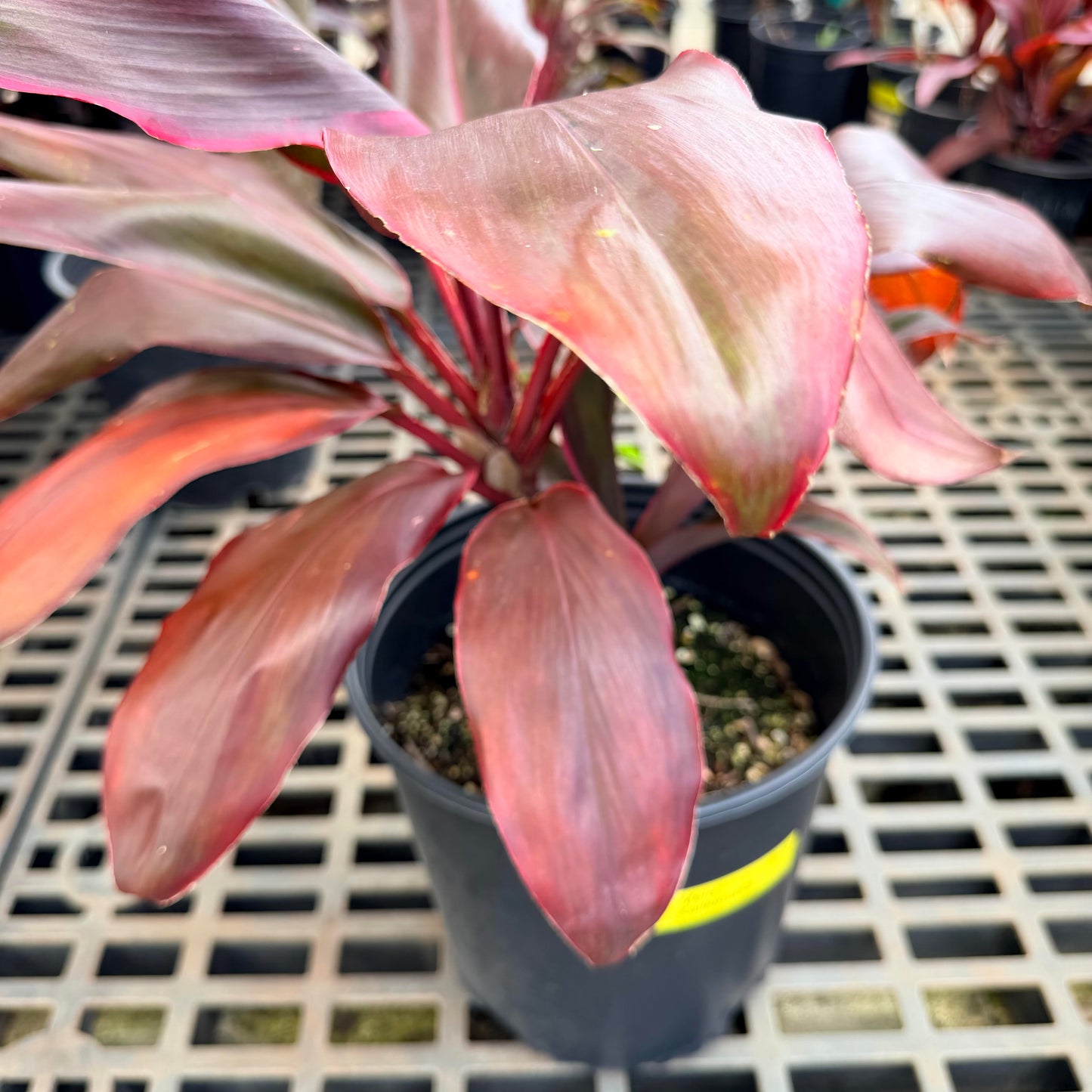Cordyline 'Mele Kalikimaka' (Ti Leaf)