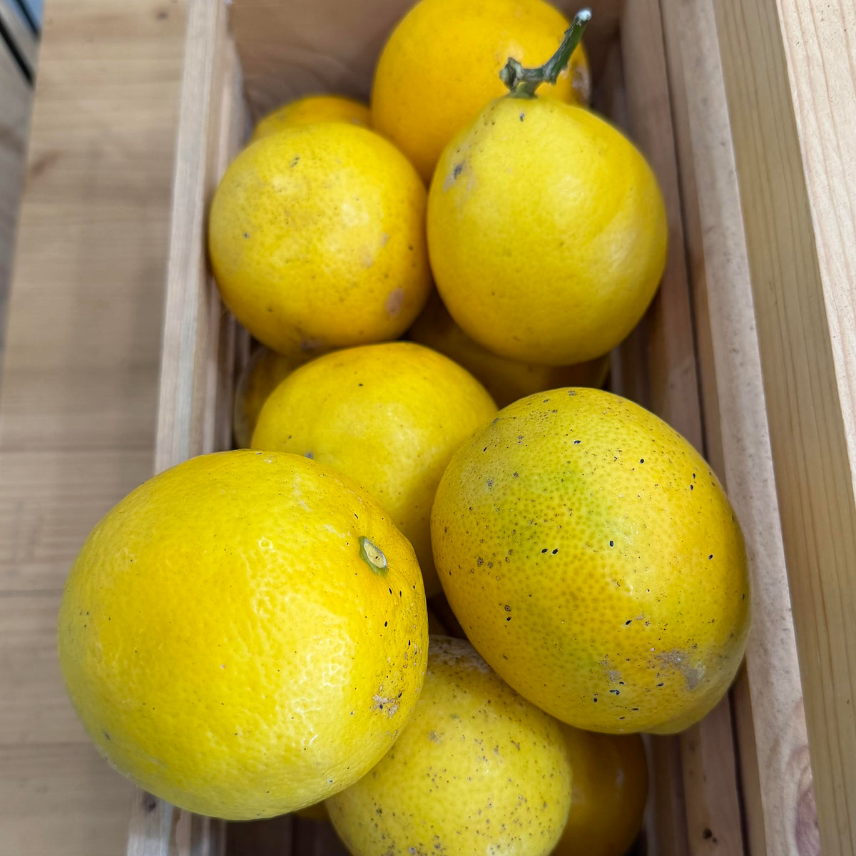 Meyer Lemons by the Pound