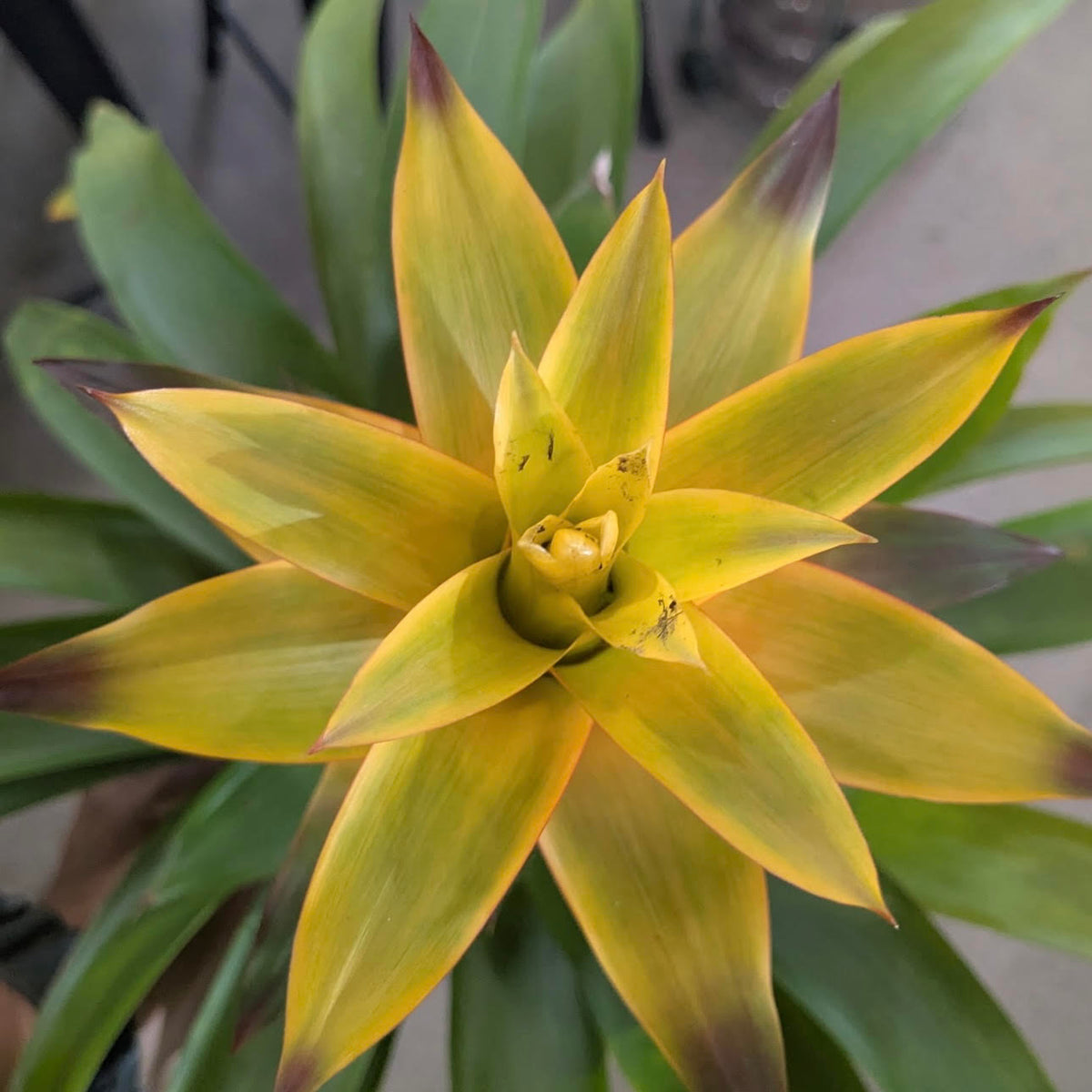 Guzmania ʻMichelʻ