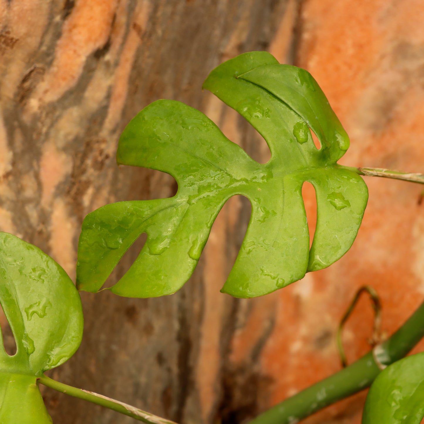 Rhaphidophora tertrasperma (Mini Monstera)