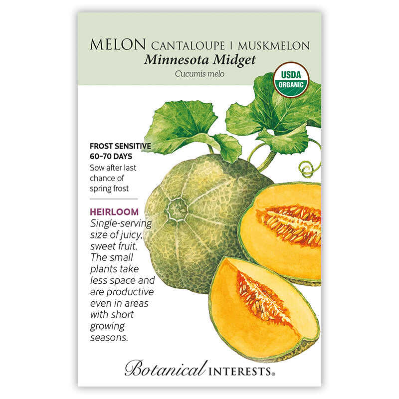 Minnesota Midget Cantaloupe 'Muskmelon Melon'