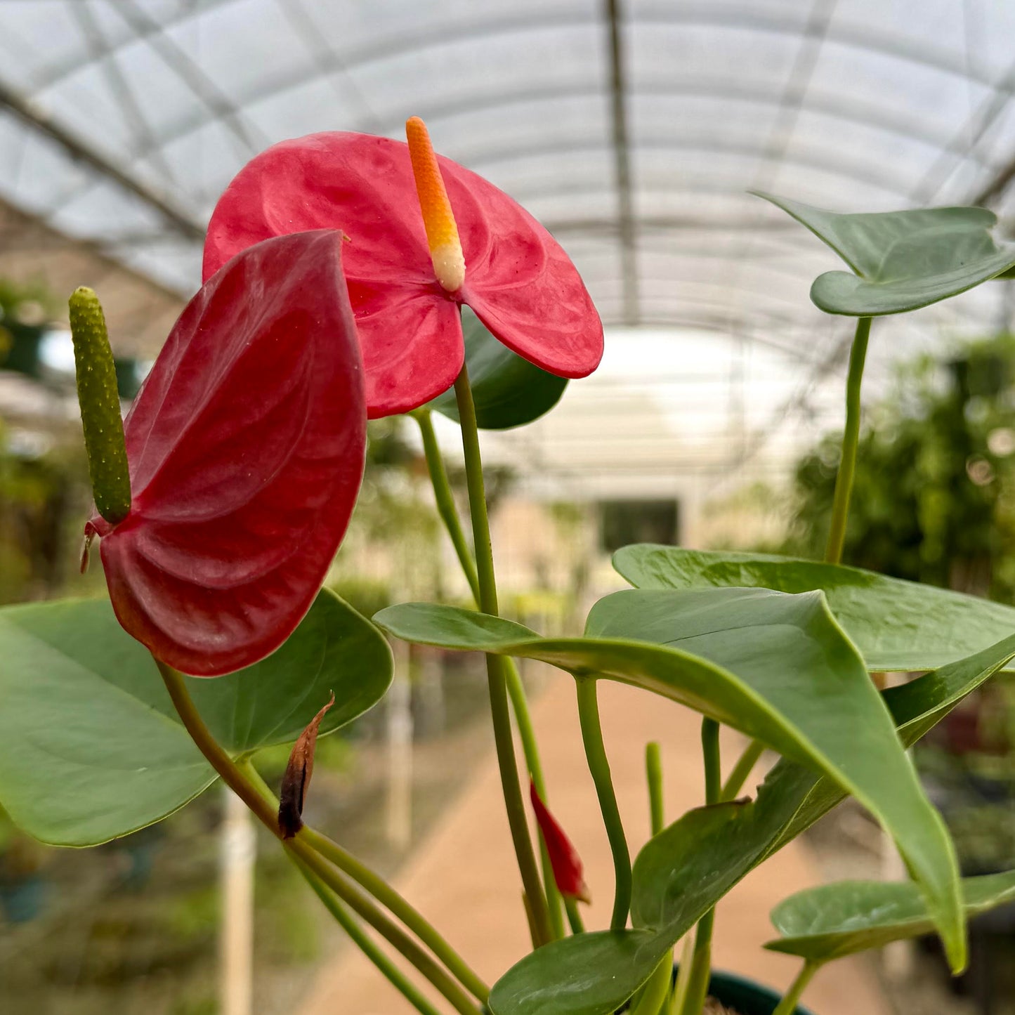 Anthurium 'Minnesota'
