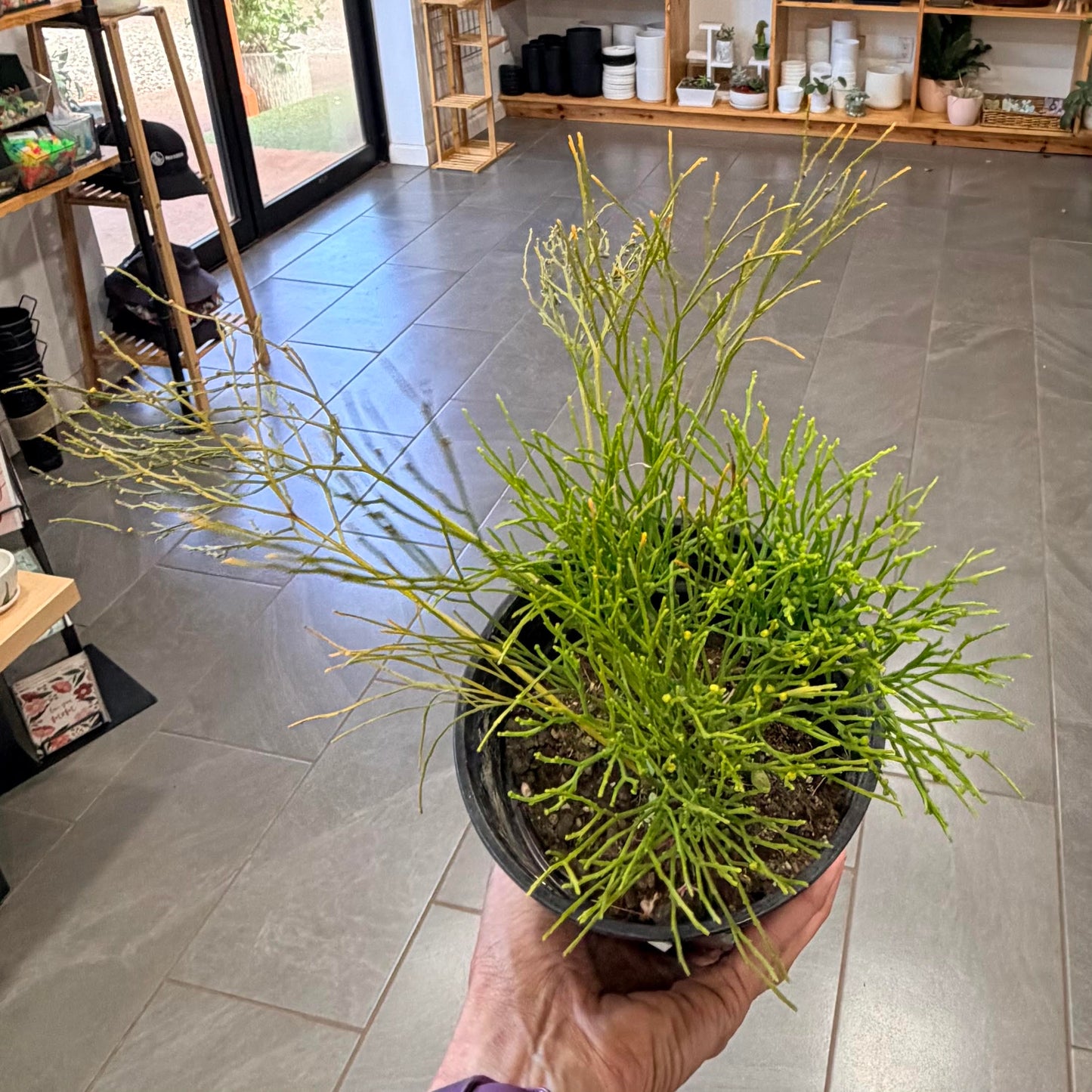 Psilotum Nudum, "Moa"