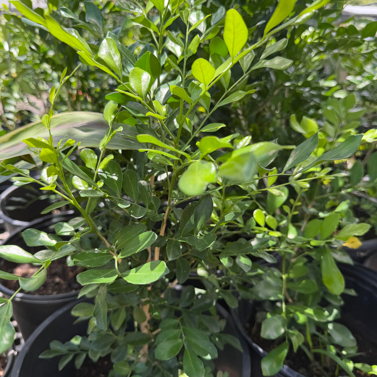 Mock Orange