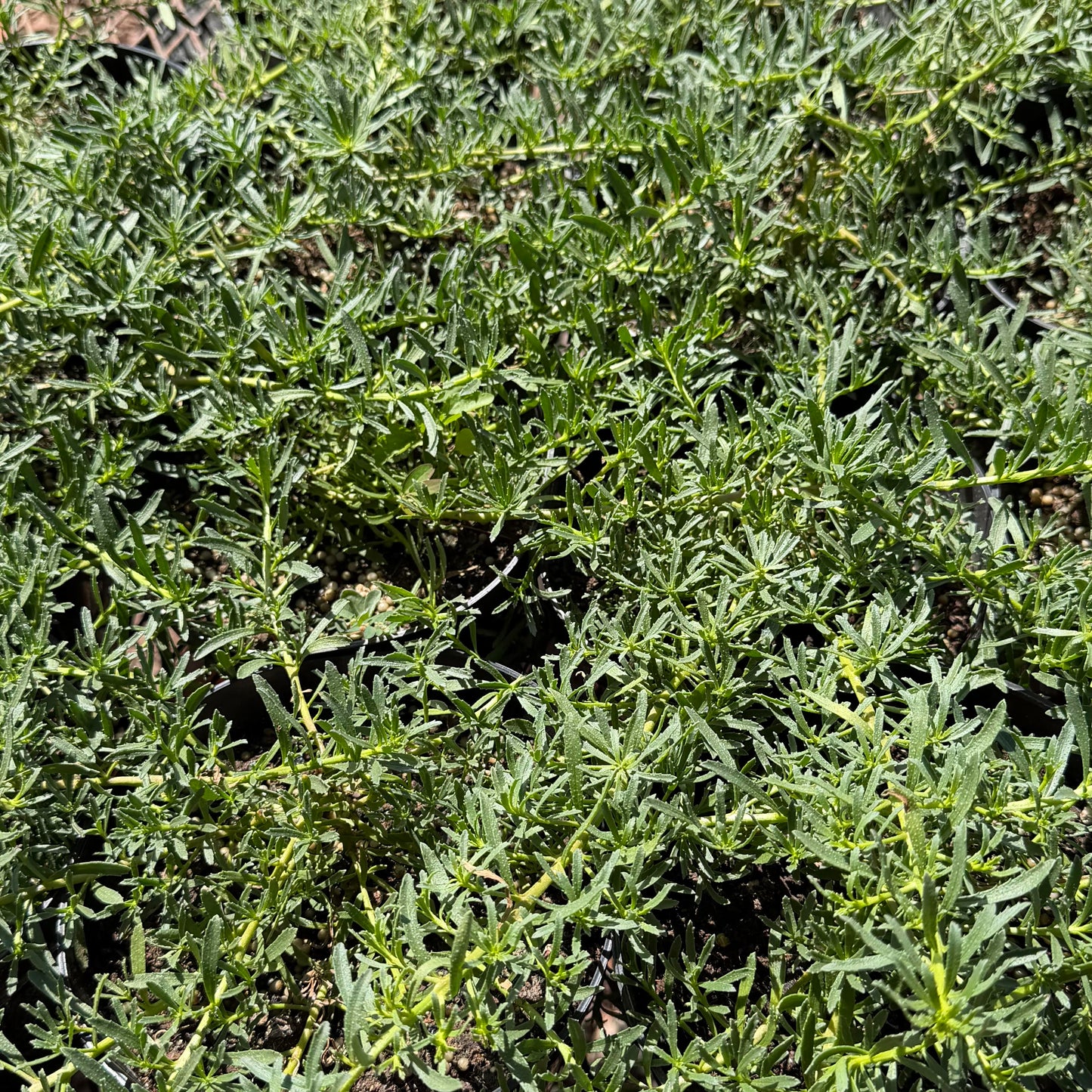 Myoporum sandwicense, Naio Papa