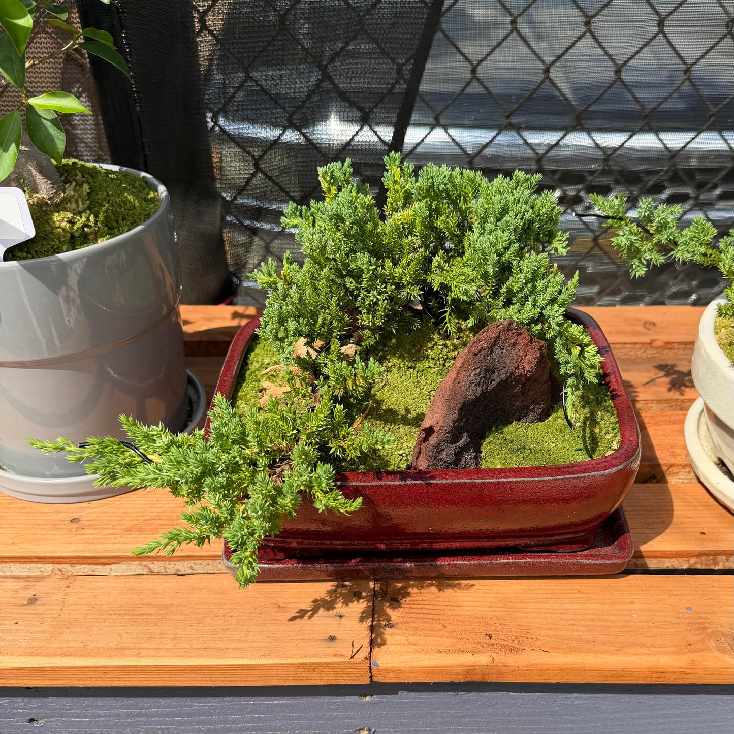 Bonsai - Juniper 'Nana' in Ceramic Planter