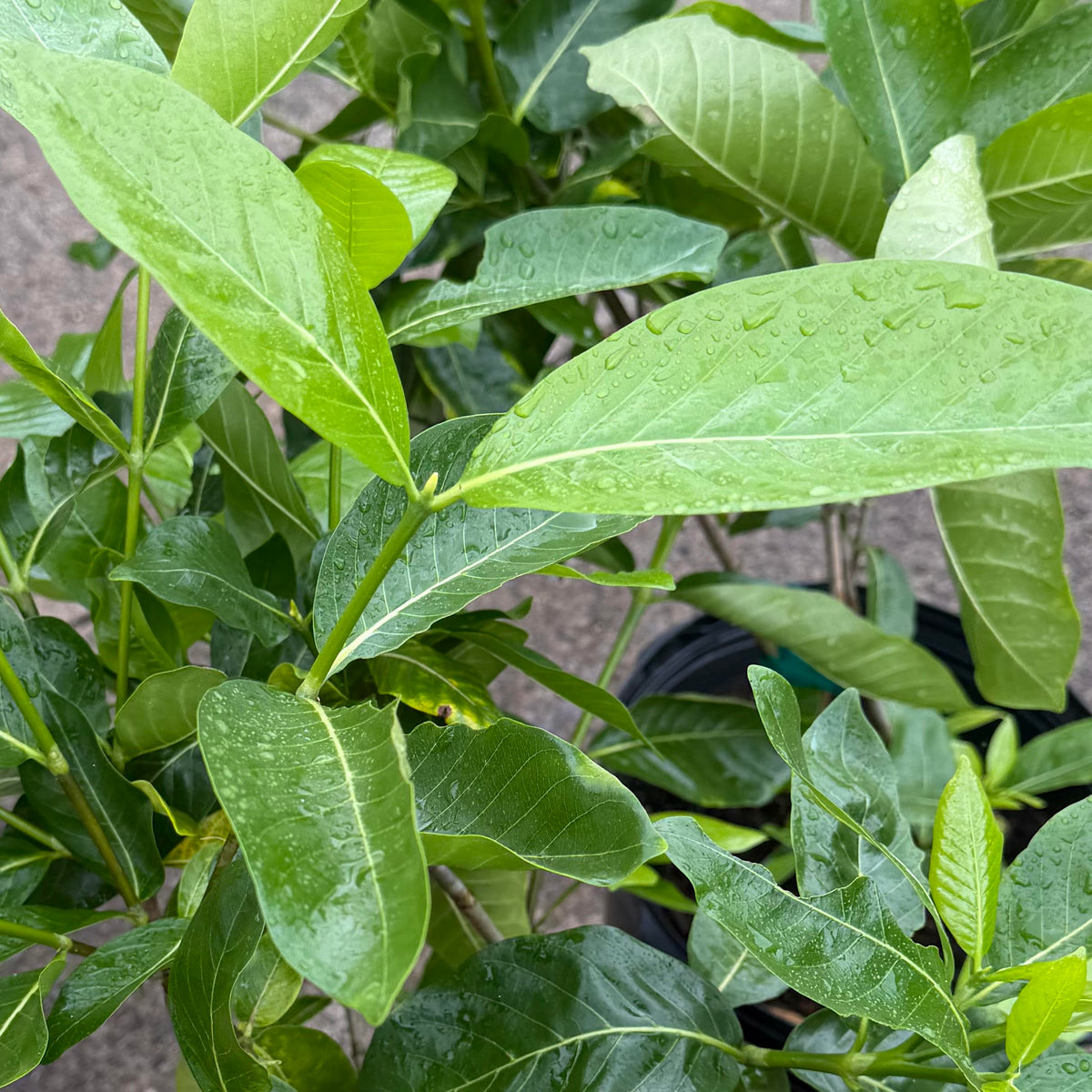 Gardenia ʻNanuʻ