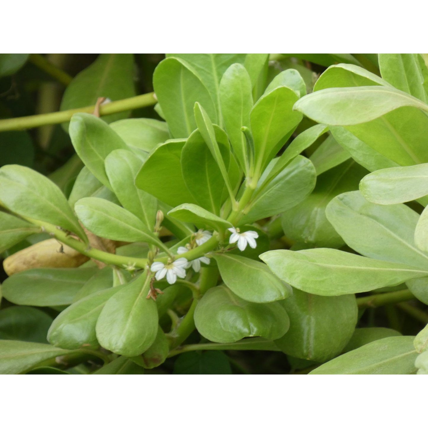Scaevola taccada, "Naupaka Kahakai"