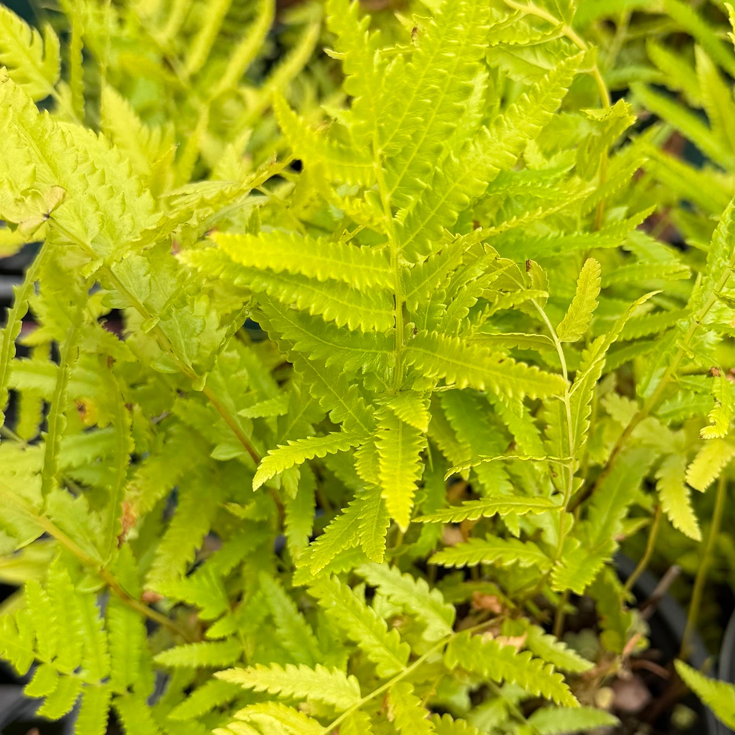 Cyclosorus interruptus 'Neke Fern'