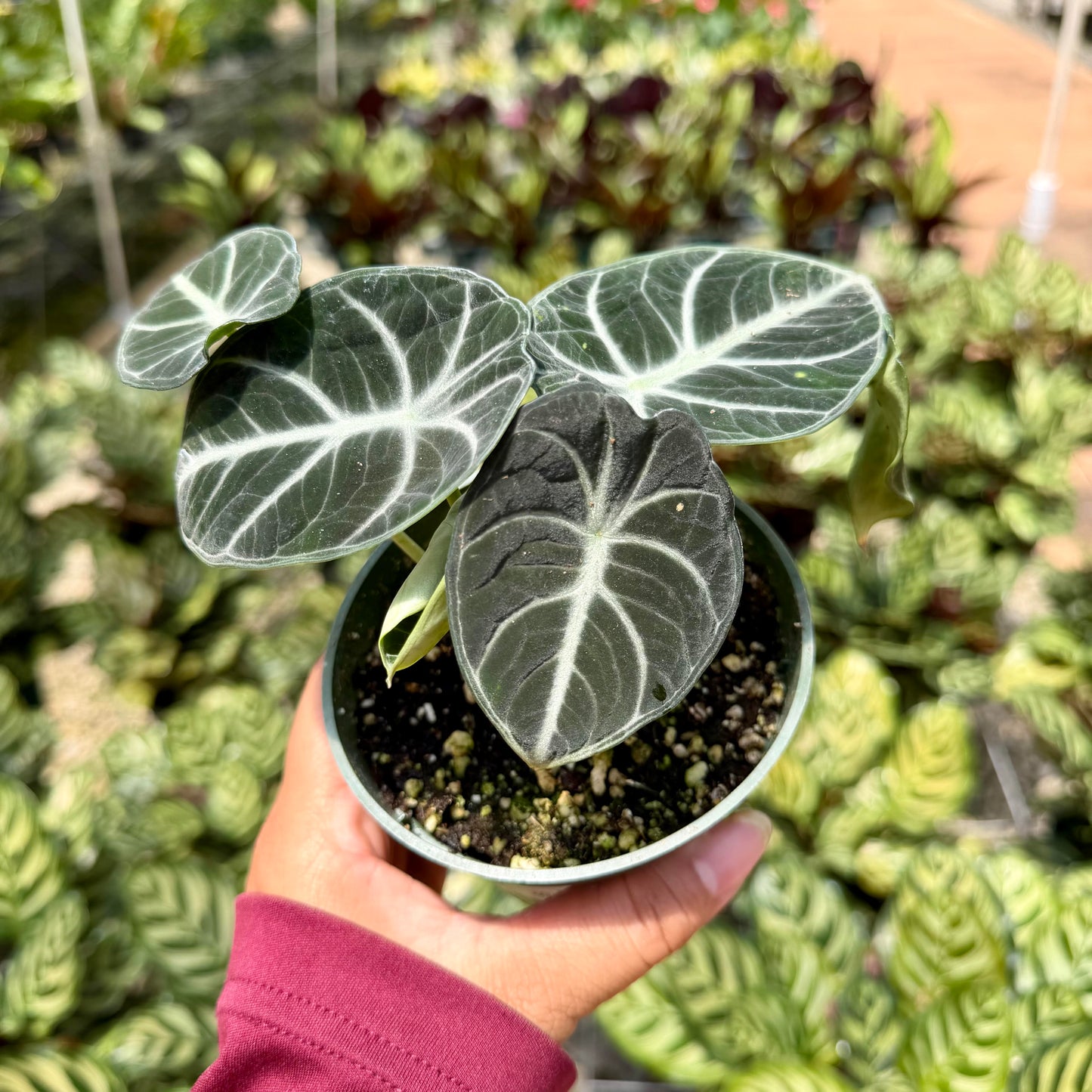Alocasia reginul 'Ninja'