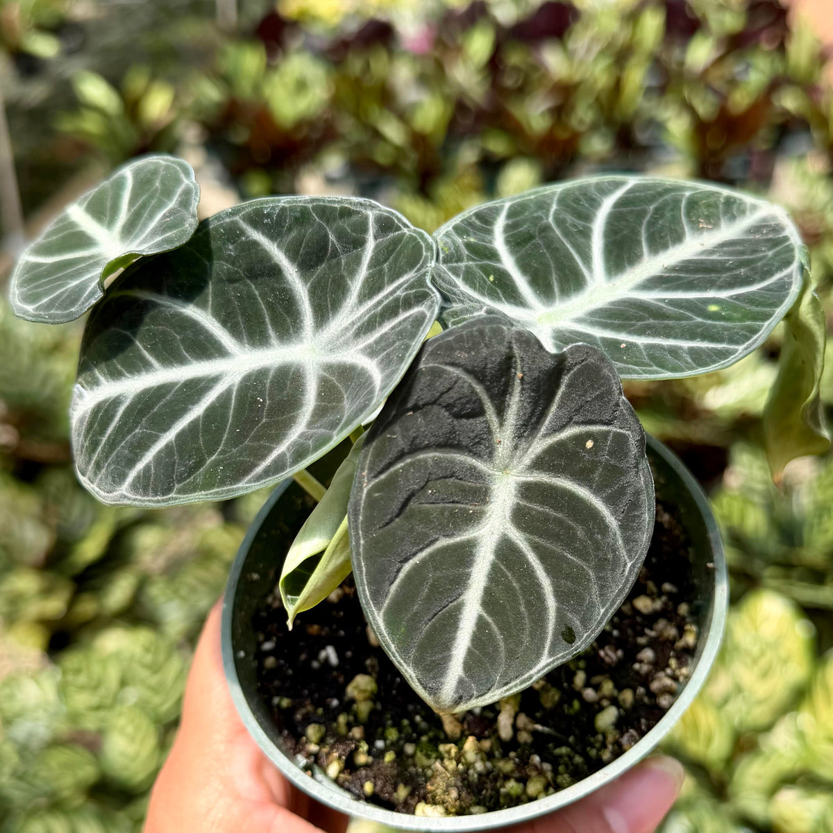 Alocasia reginul 'Ninja'
