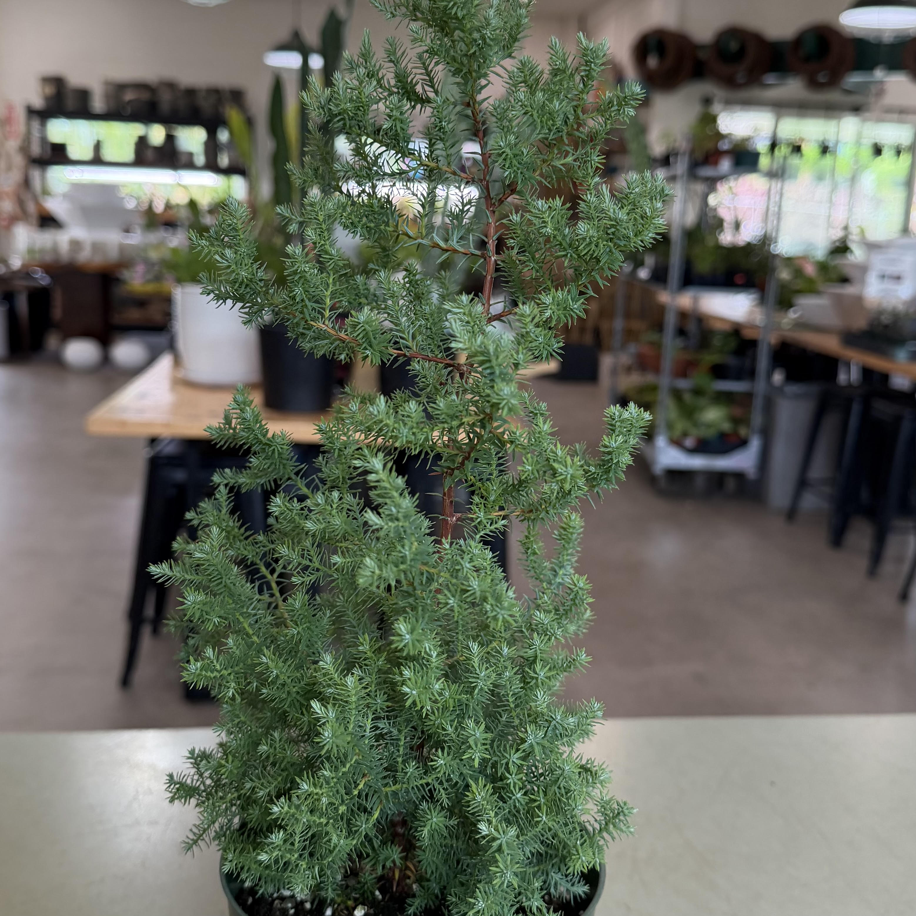 【pine】 Pinus thunbergii ʻNishi Pineʻ (Japanese Black Pine) – Mari's Gardens